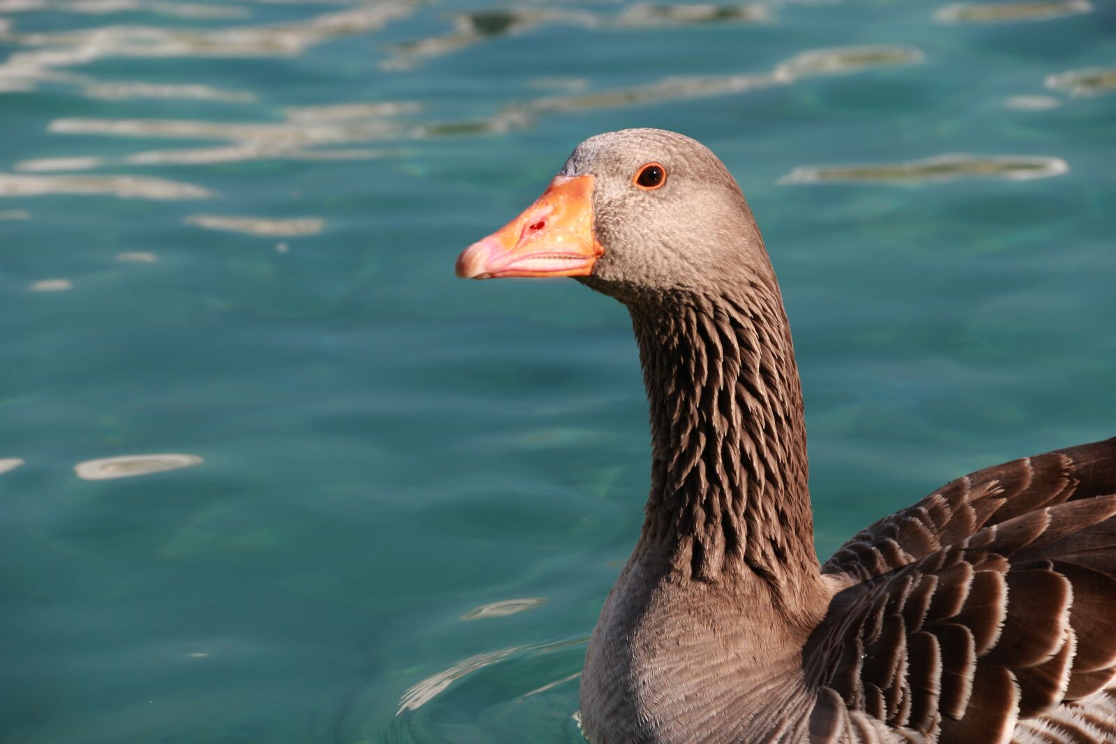 Canon EF-S 18-135mm F3.5-5.6 IS sample photo. Duck, marine, bird photography