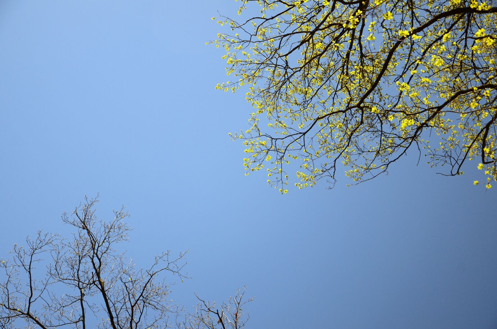 Nikon D7000 sample photo. Spring, tree, wallpaper photography