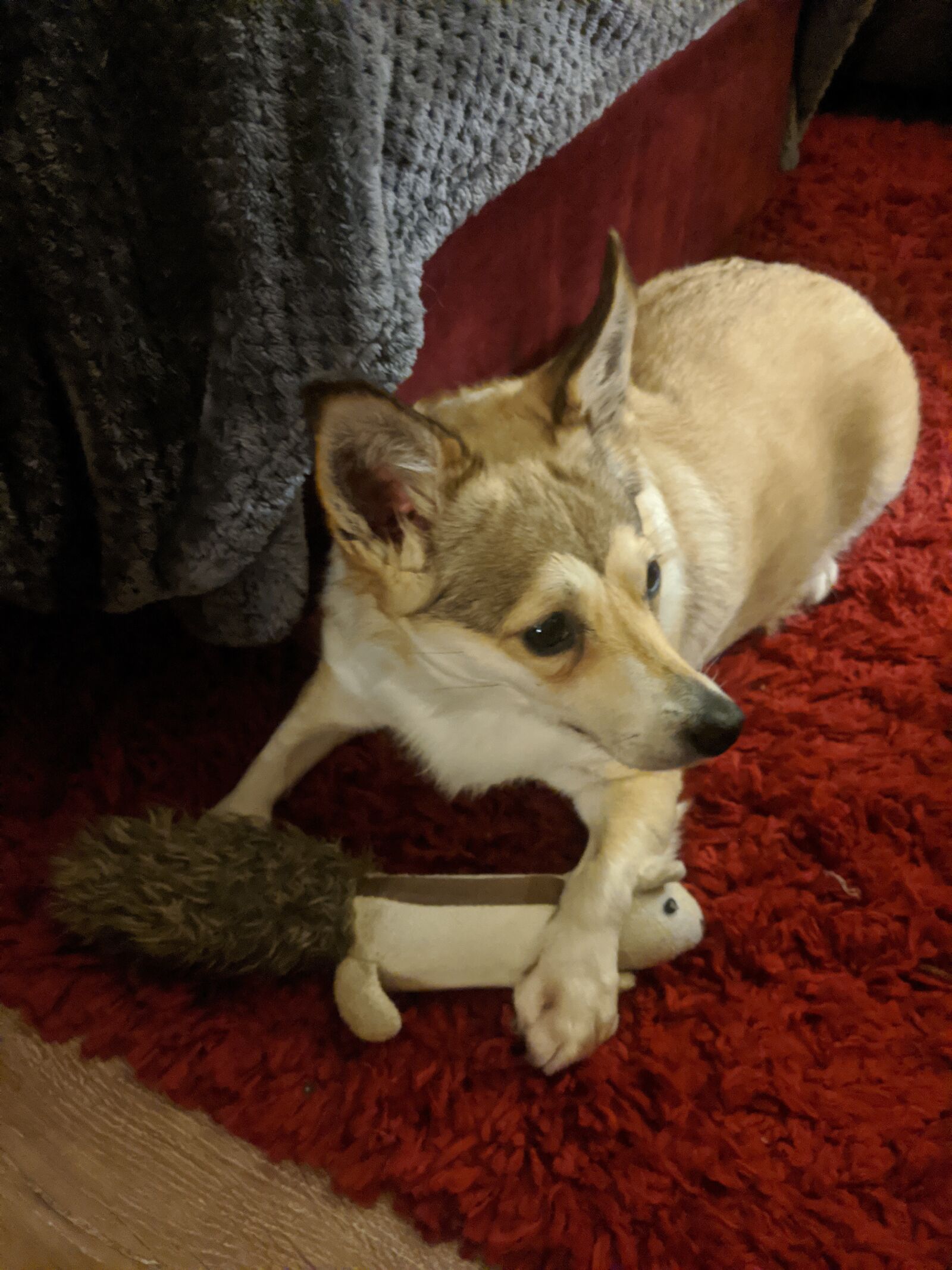 Google Pixel 2 XL sample photo. Dogs, pet, animal photography