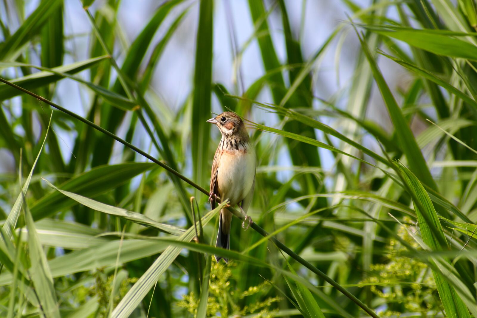 VR 70-300mm f/4.5-6.3G sample photo. Animal, grass, green photography