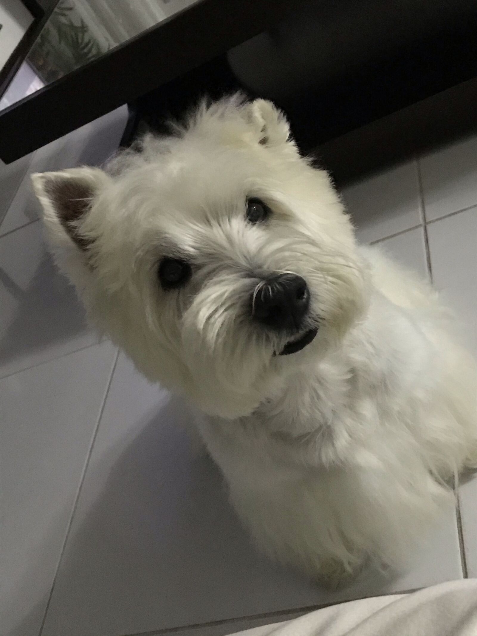 iPhone 7 back camera 3.99mm f/1.8 sample photo. Dog, westie, pet photography