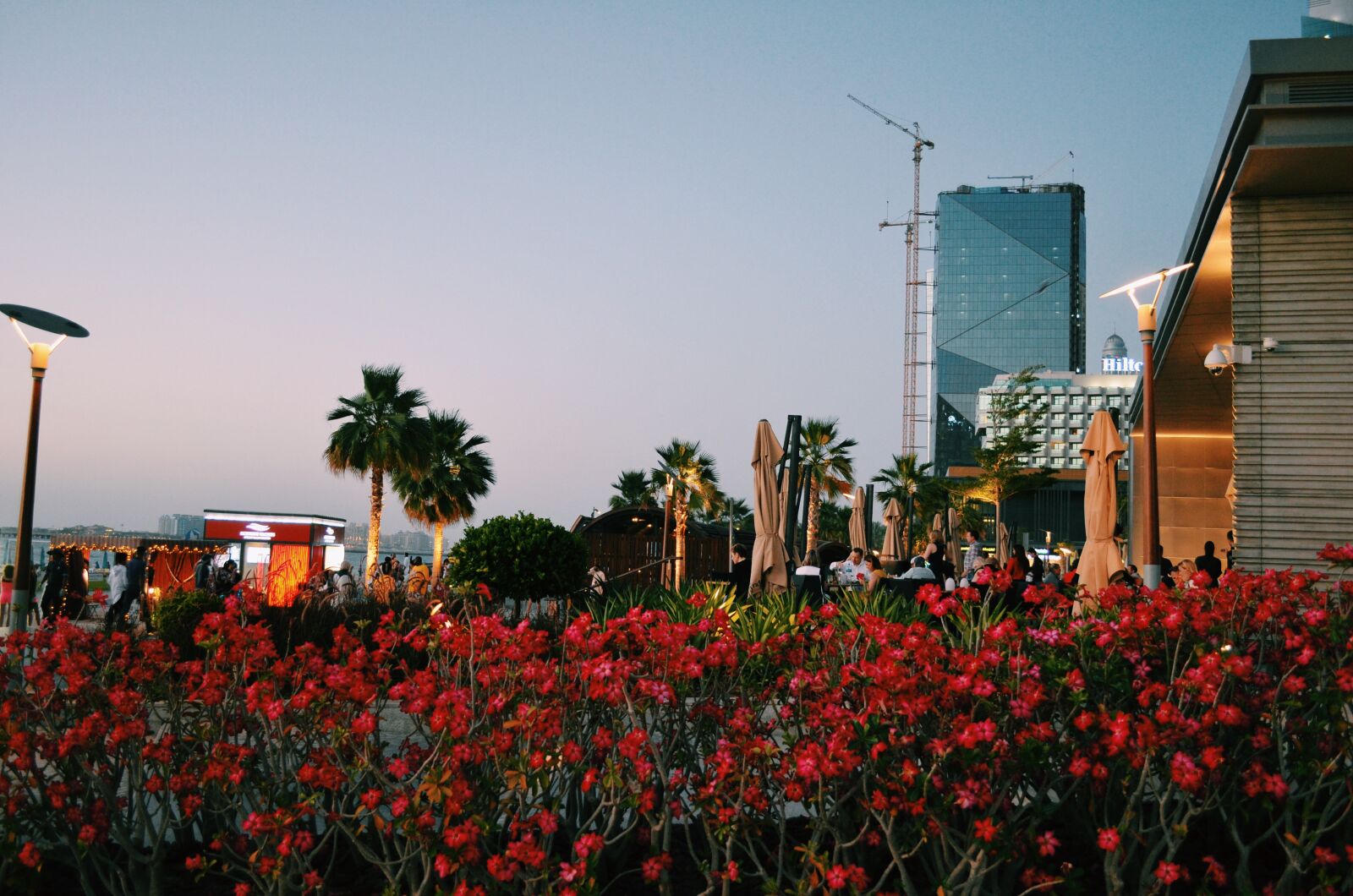 Nikon D5100 sample photo. Beautiful, flowers, dubai, flowers photography