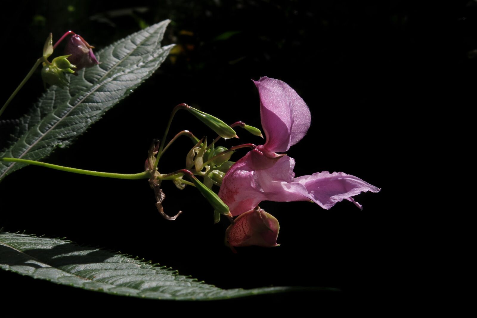 Canon PowerShot G15 sample photo. Balsam, pink flower, plant photography