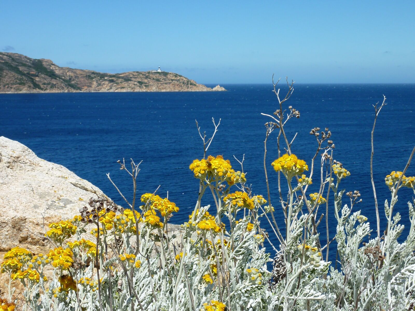 Panasonic DMC-TZ7 sample photo. Wild flowers, yellow, sea photography