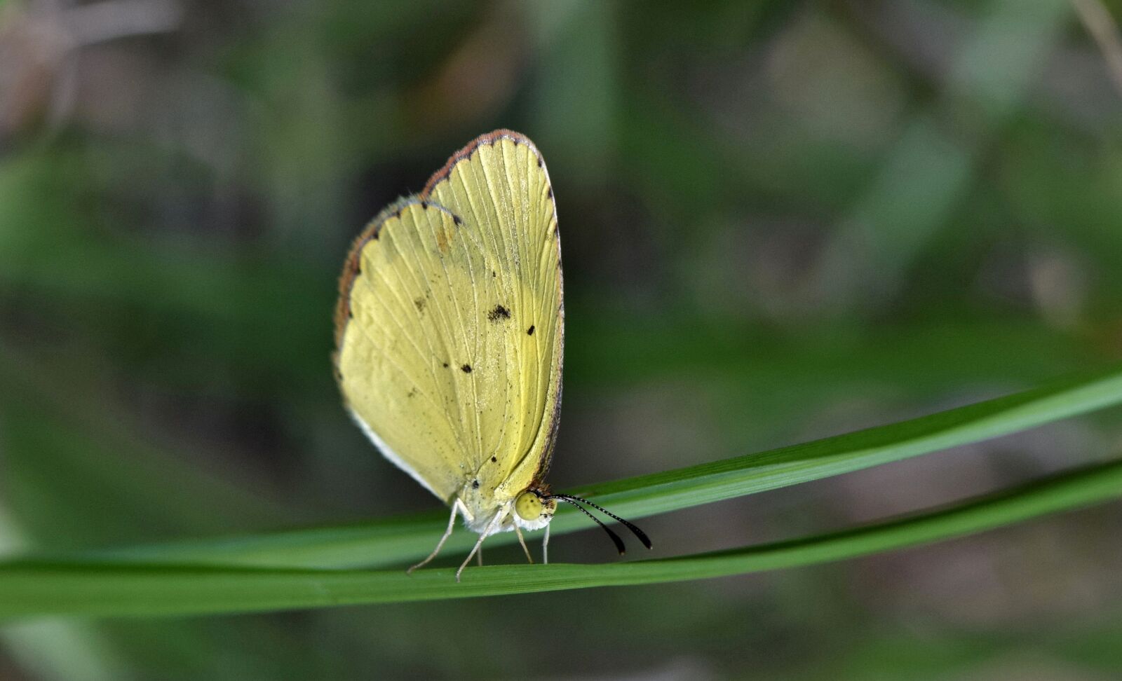 Nikon D5300 sample photo. Butterfly, yellow butterfly, sulphur photography