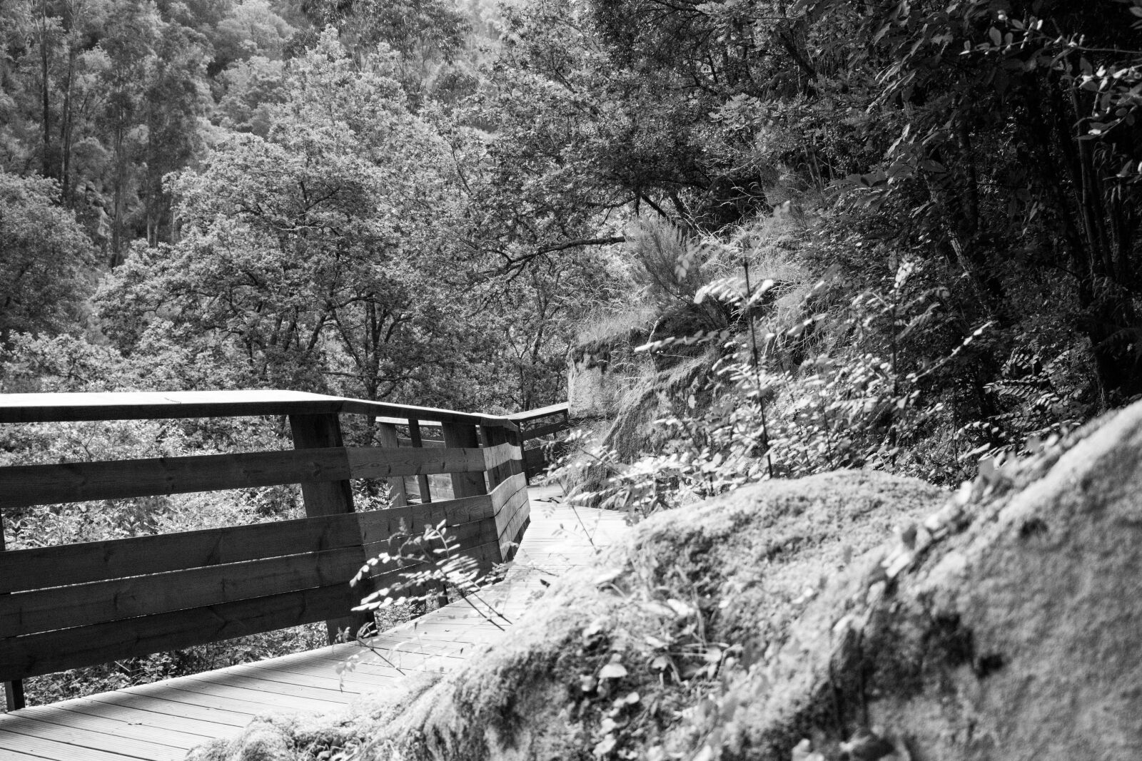 Canon EOS 700D (EOS Rebel T5i / EOS Kiss X7i) sample photo. Nature, forest, bridge photography