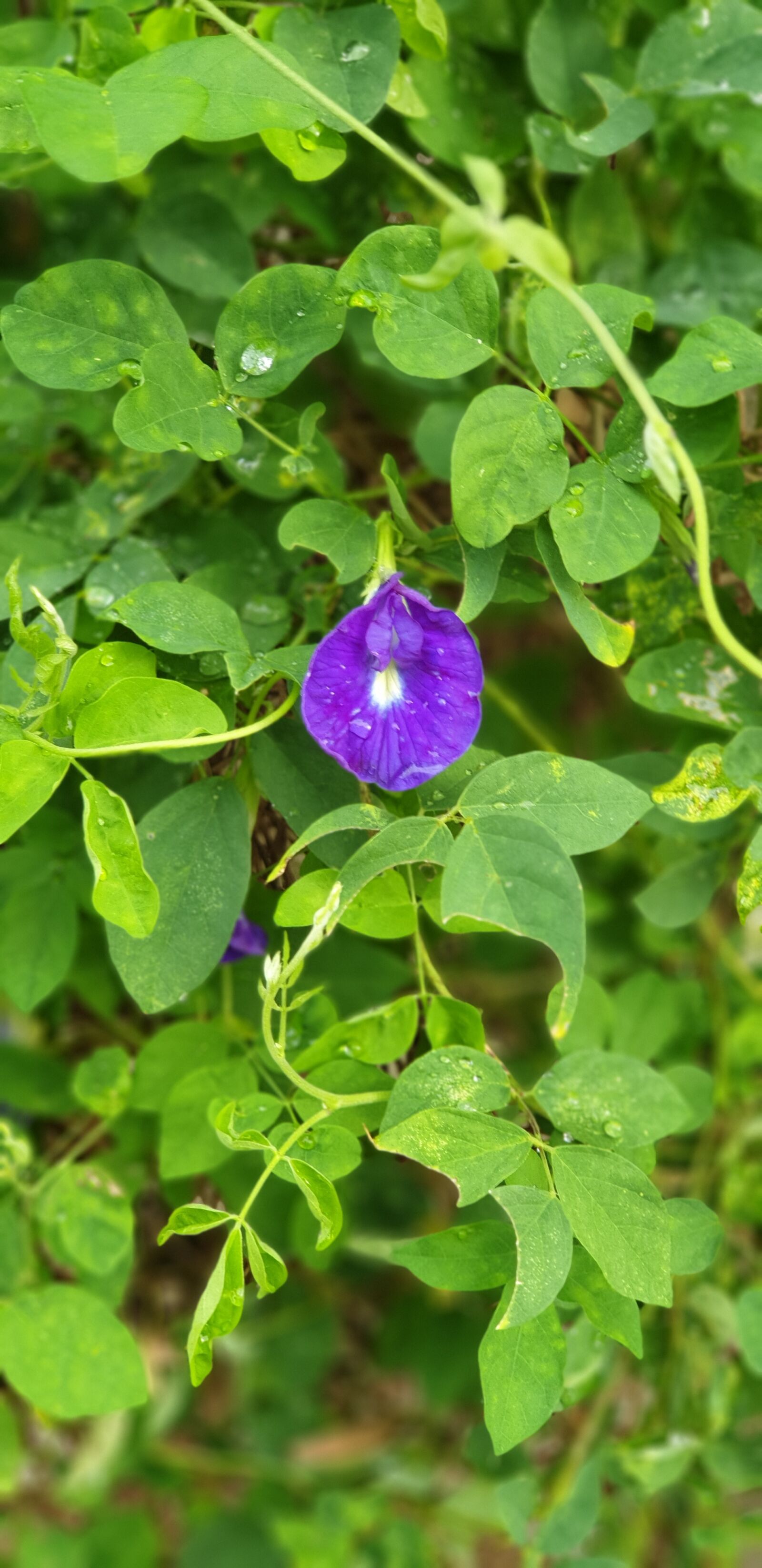 Samsung Galaxy Note9 sample photo. Flower, purple, bloom photography