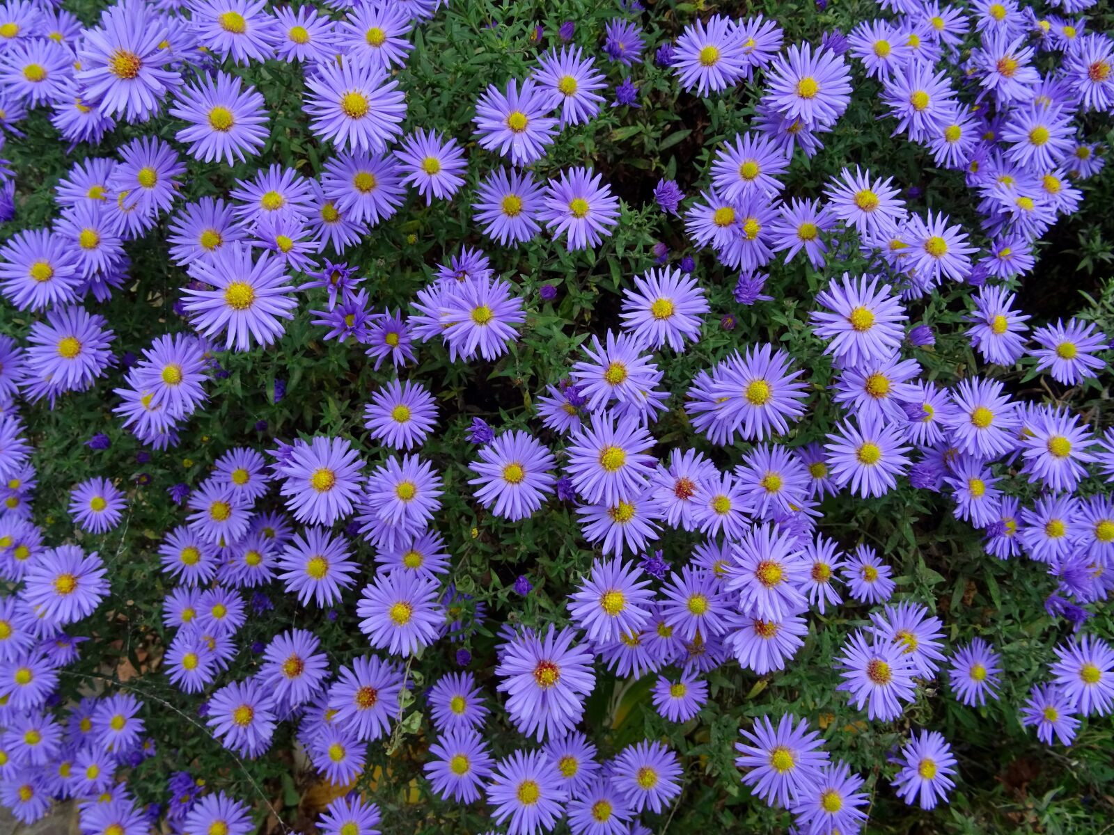 Sony DSC-HX60 sample photo. Herbstastern, asters, flowers photography