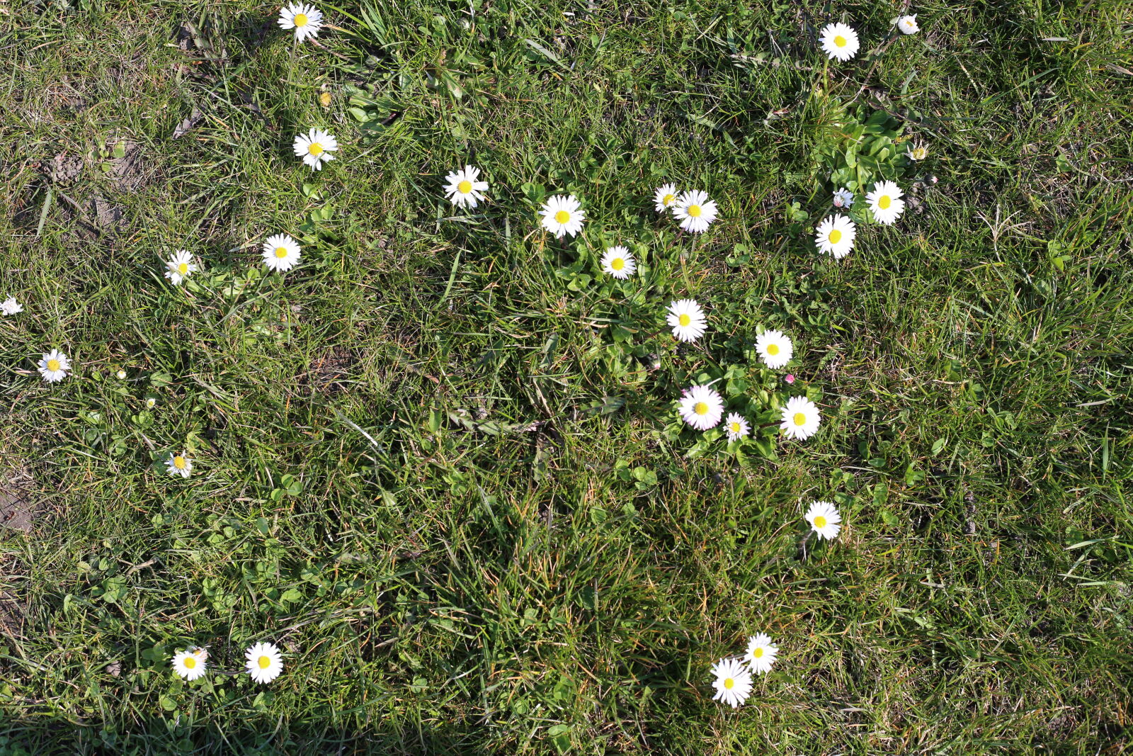 Canon EOS 6D + Canon EF 50mm F1.8 STM sample photo. Daisies, endless, flower, meadow photography