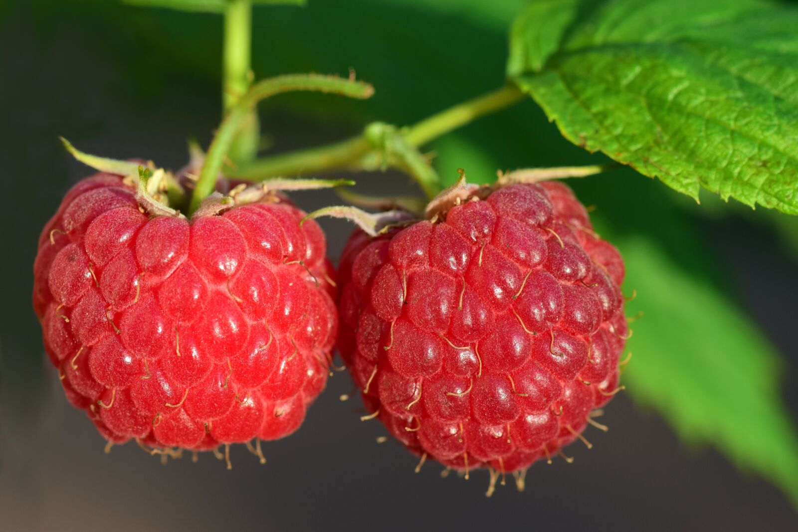 Nikon D3300 sample photo. Raspberry, fruit, berry photography