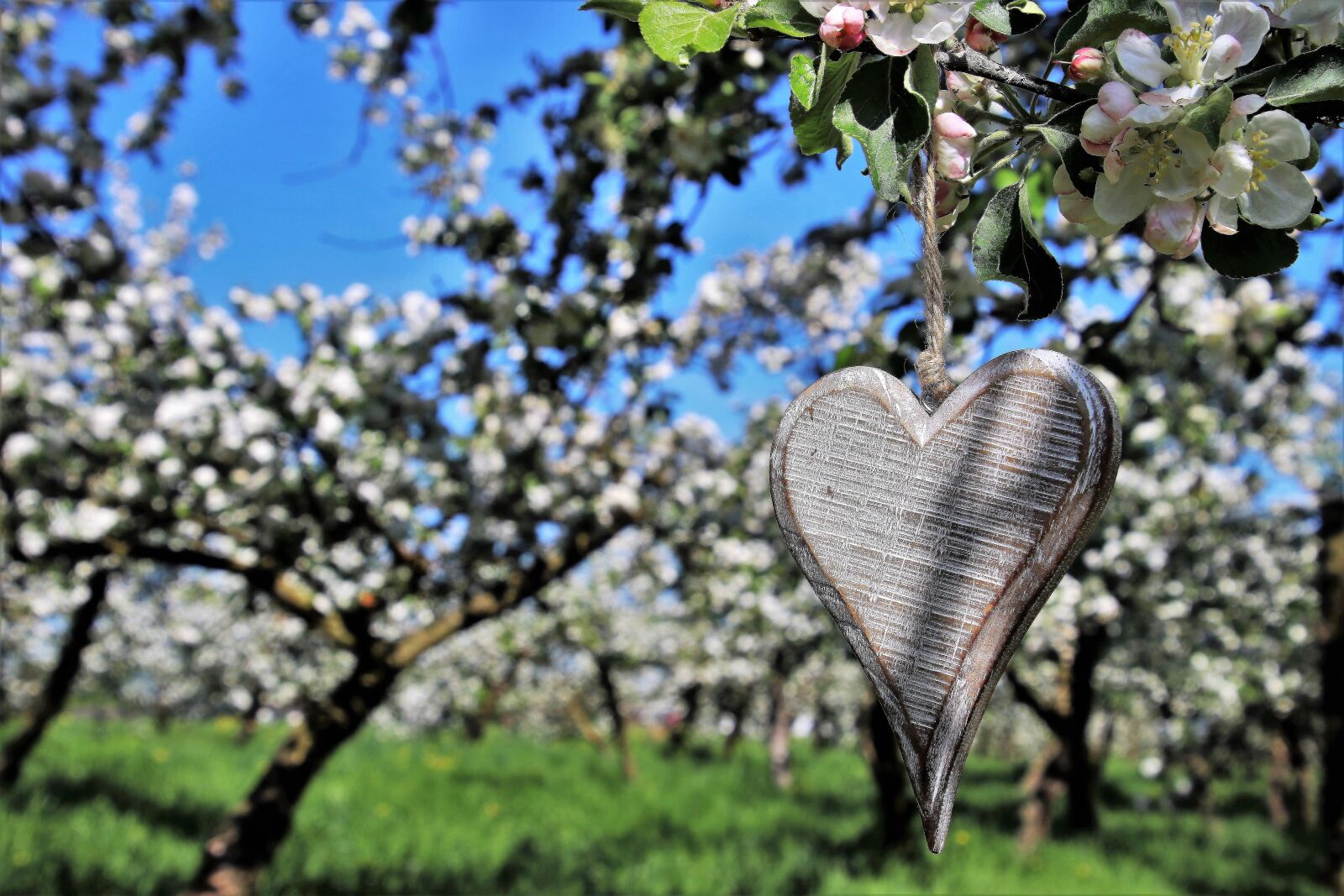 Canon EOS 80D sample photo. Spring, heart, sad photography