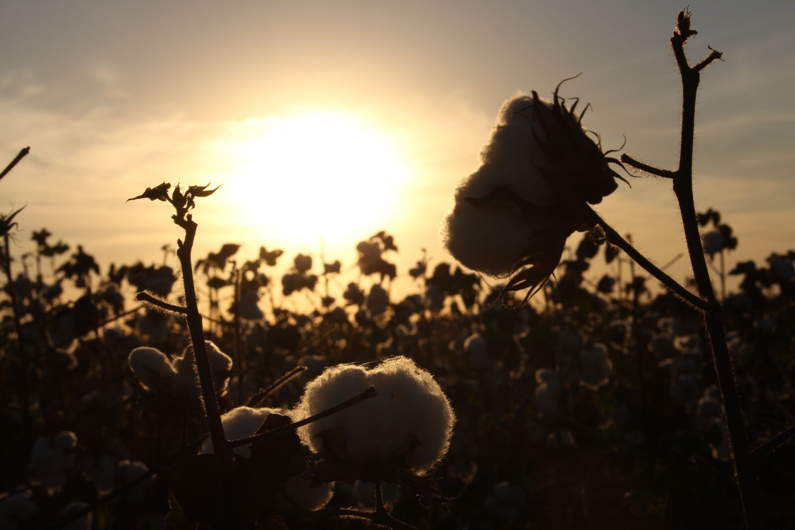 Canon EOS 700D (EOS Rebel T5i / EOS Kiss X7i) sample photo. Cotton, crop, field photography