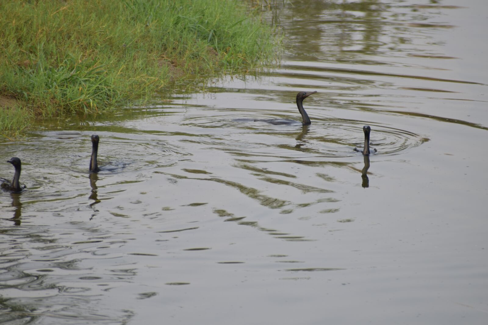 Nikon D5600 sample photo. Darter birds, black birds photography