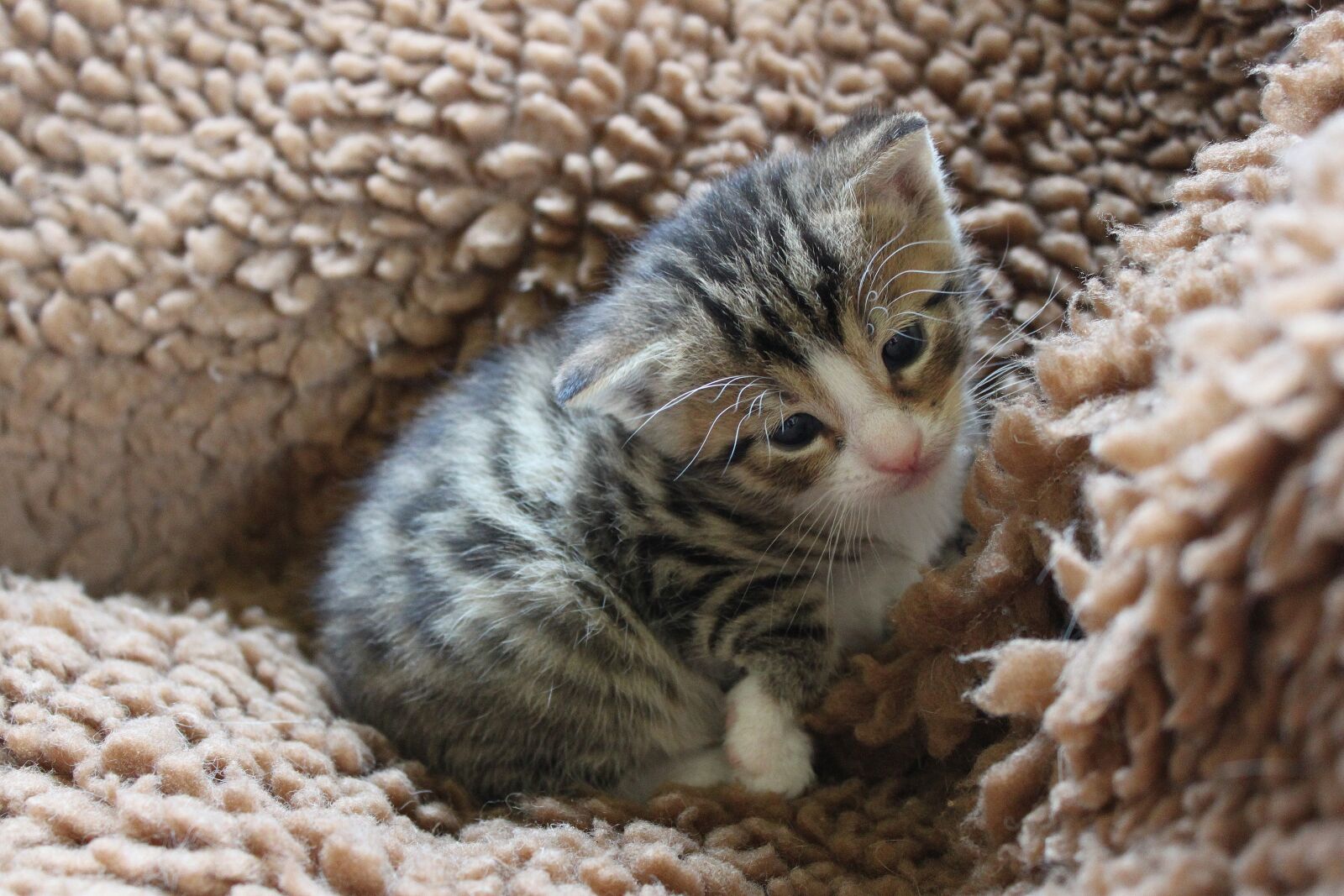 Canon EOS 500D (EOS Rebel T1i / EOS Kiss X3) sample photo. Kitten, kitty, pet photography