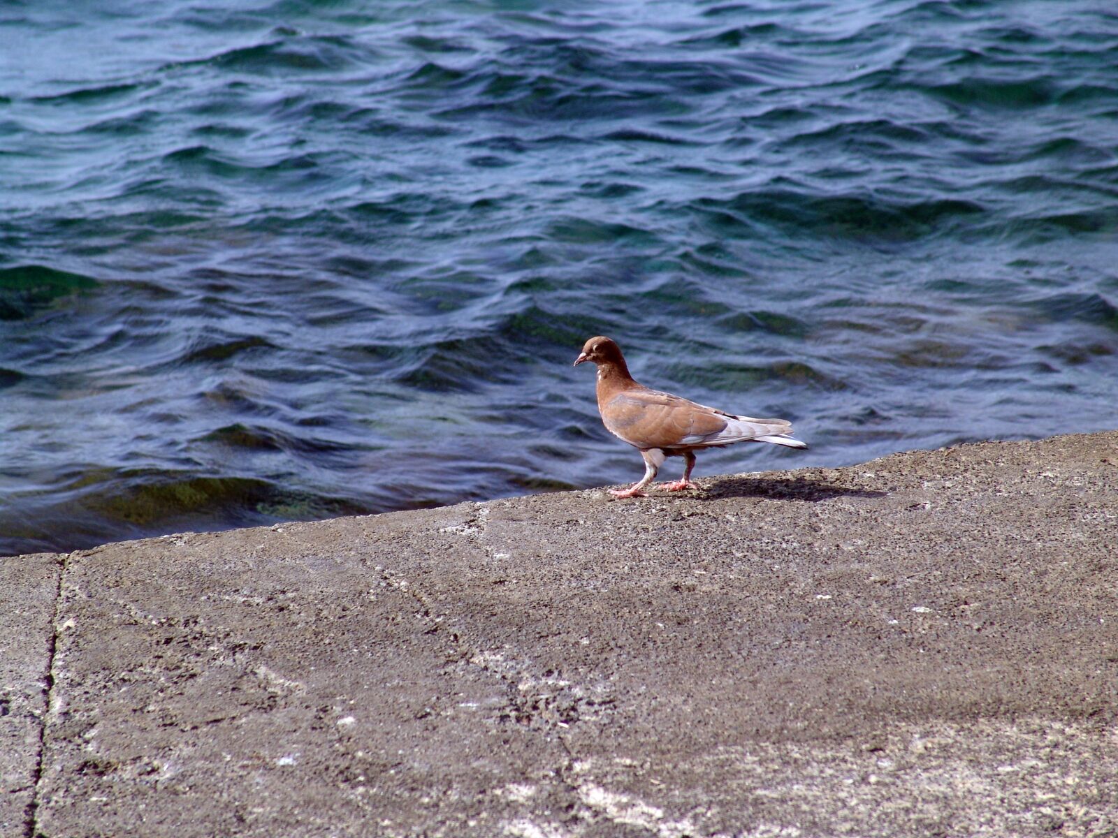 Sony DSC-F828 sample photo. Bird, marine, beach photography
