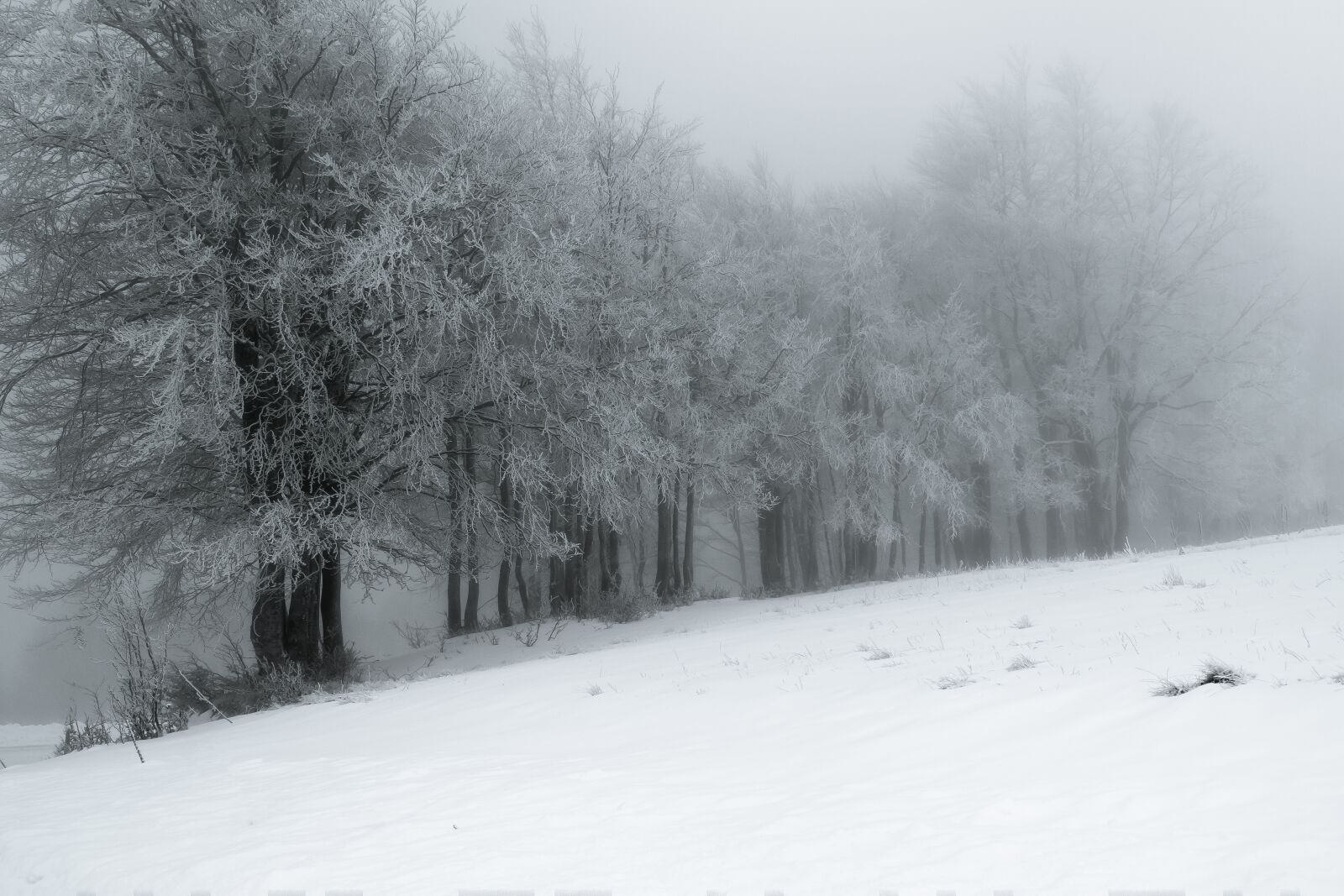 Tamron SP 24-70mm F2.8 Di VC USD sample photo. Snow, trees, winter photography