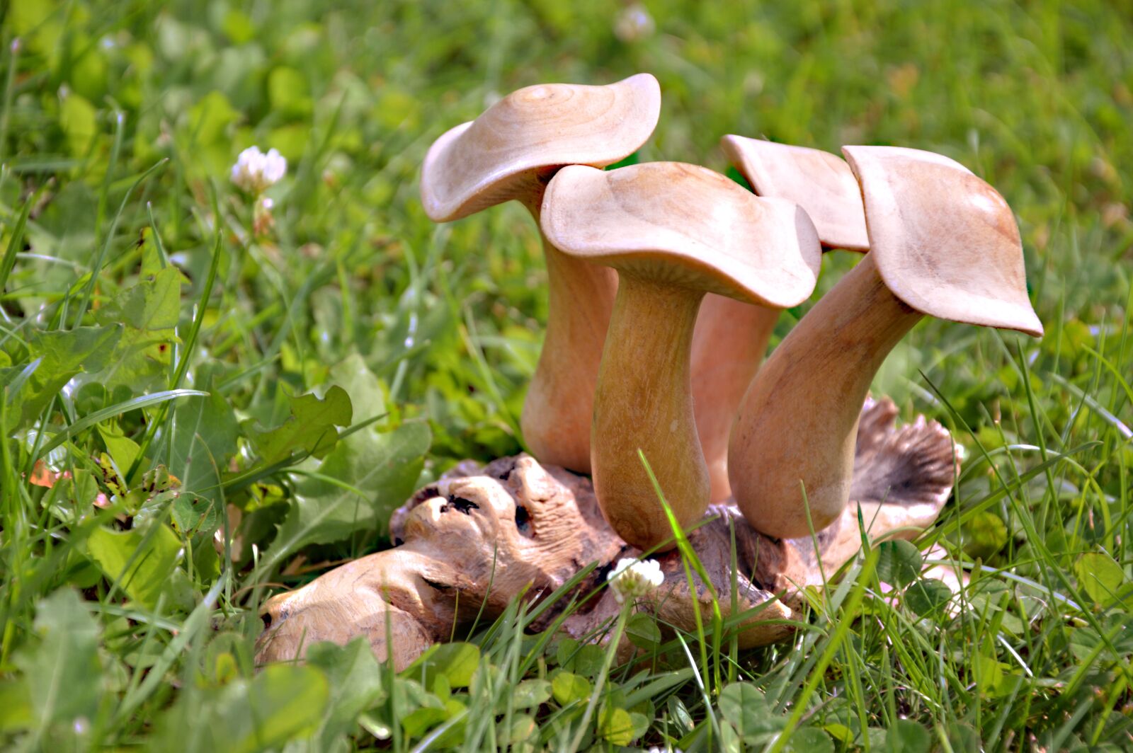 Nikon D3200 sample photo. Mushrooms, wood, figure photography