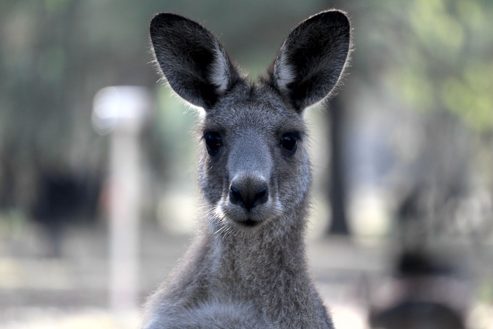 Canon EOS 750D (EOS Rebel T6i / EOS Kiss X8i) sample photo. Kangaroo, australia, marsupial photography