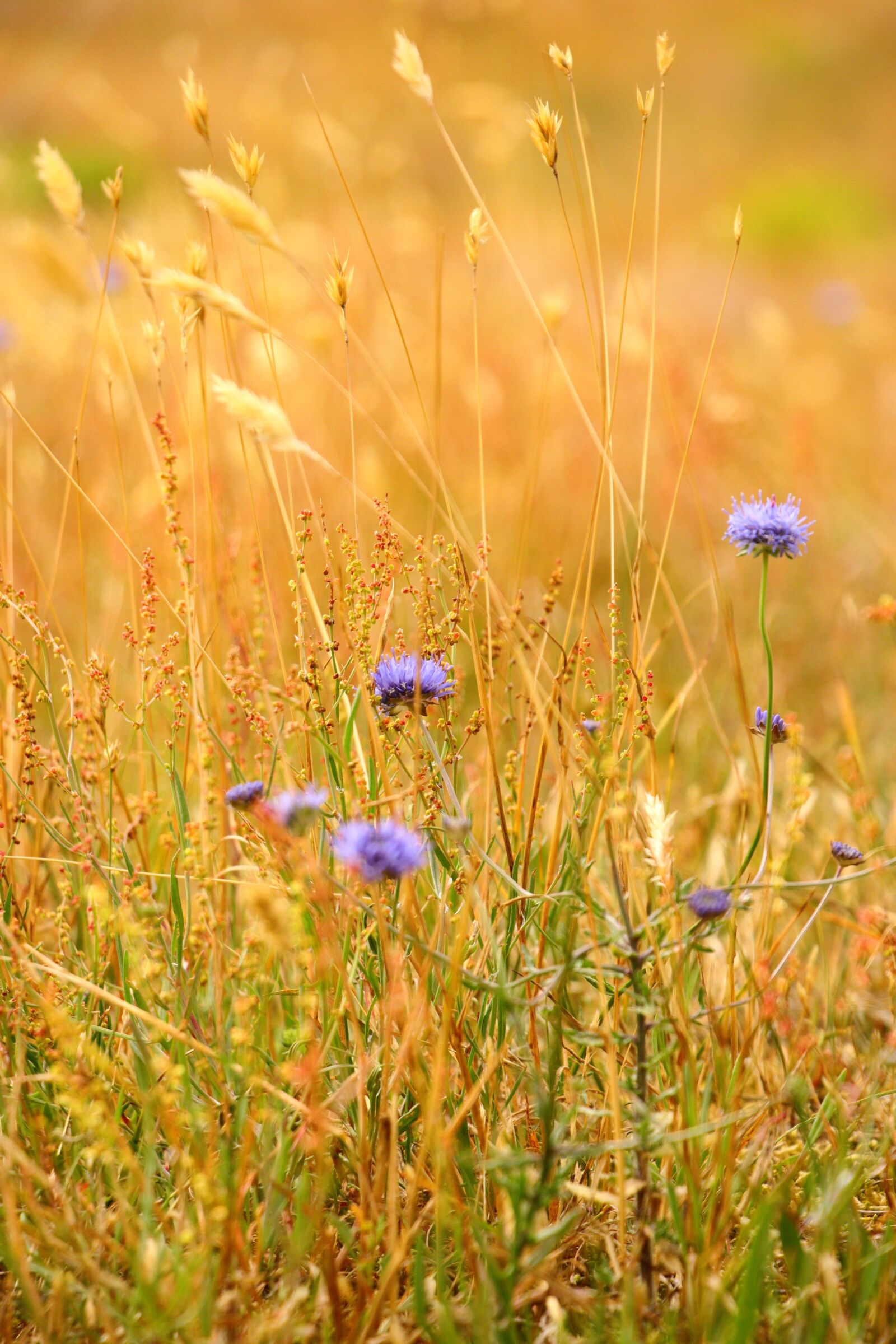 Canon EOS 80D sample photo. Grasses, yellow, nature photography