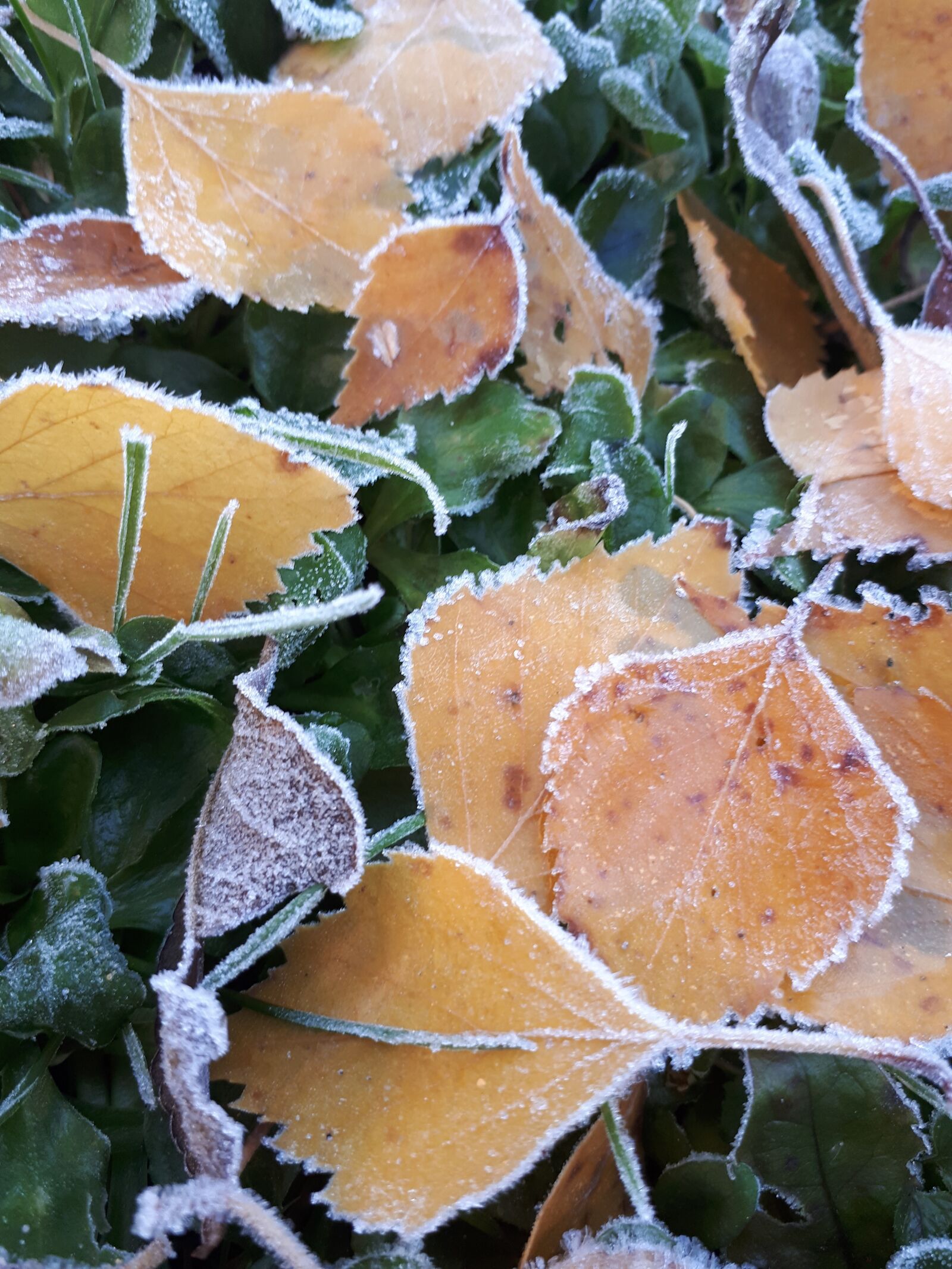 Samsung Galaxy A5(2017) sample photo. Latvia, leaf, landscape photography