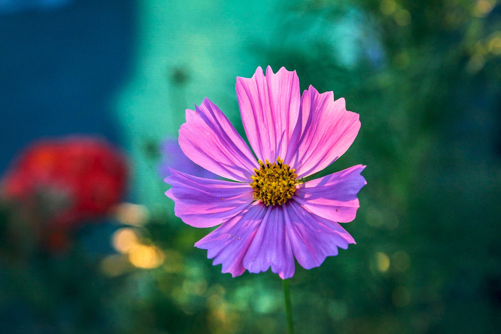 Canon EOS 5D Mark II sample photo. Flowers, at dusk, natural photography