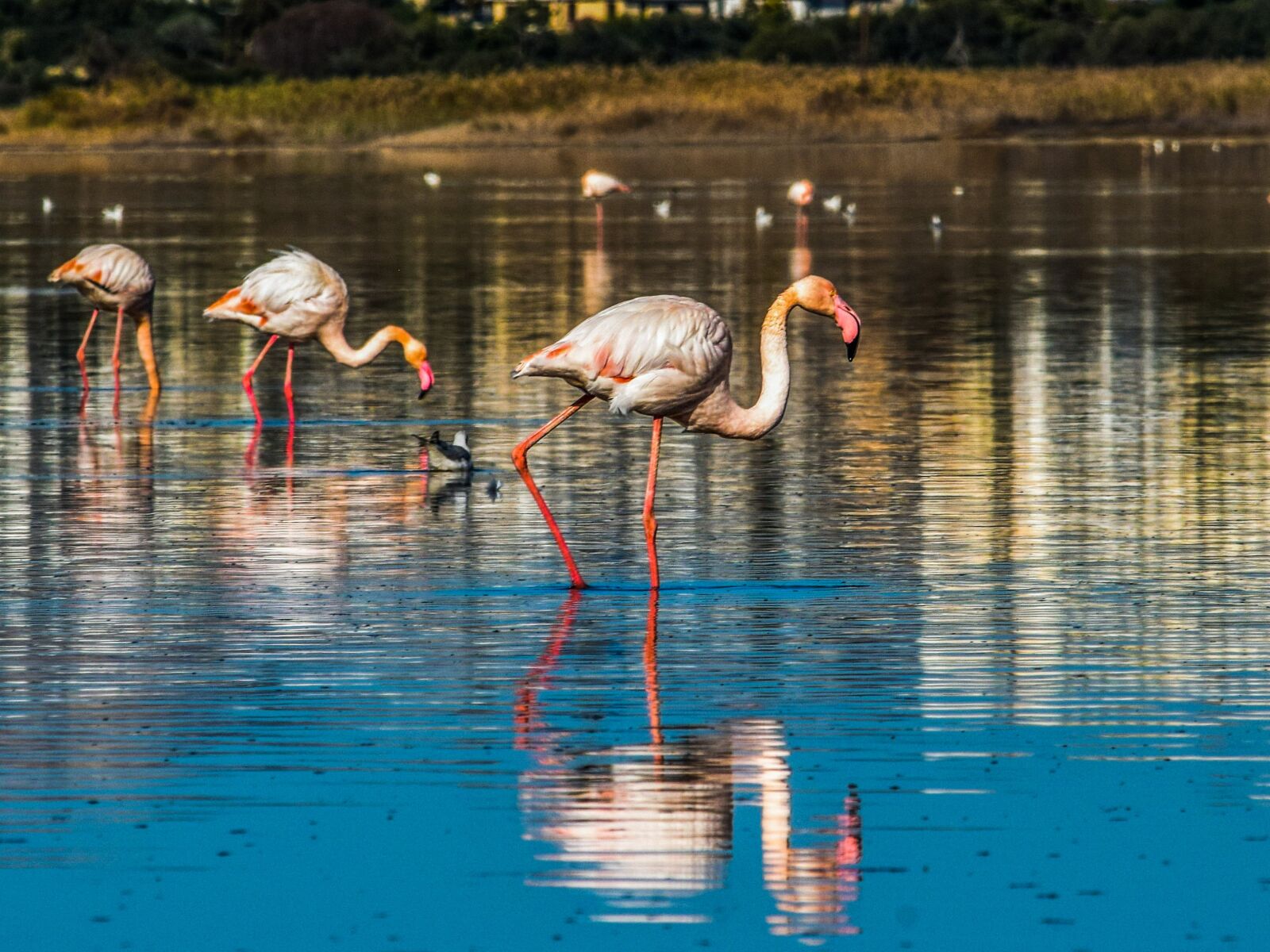 Nikon D3300 sample photo. Flamingo, bird, wildlife photography