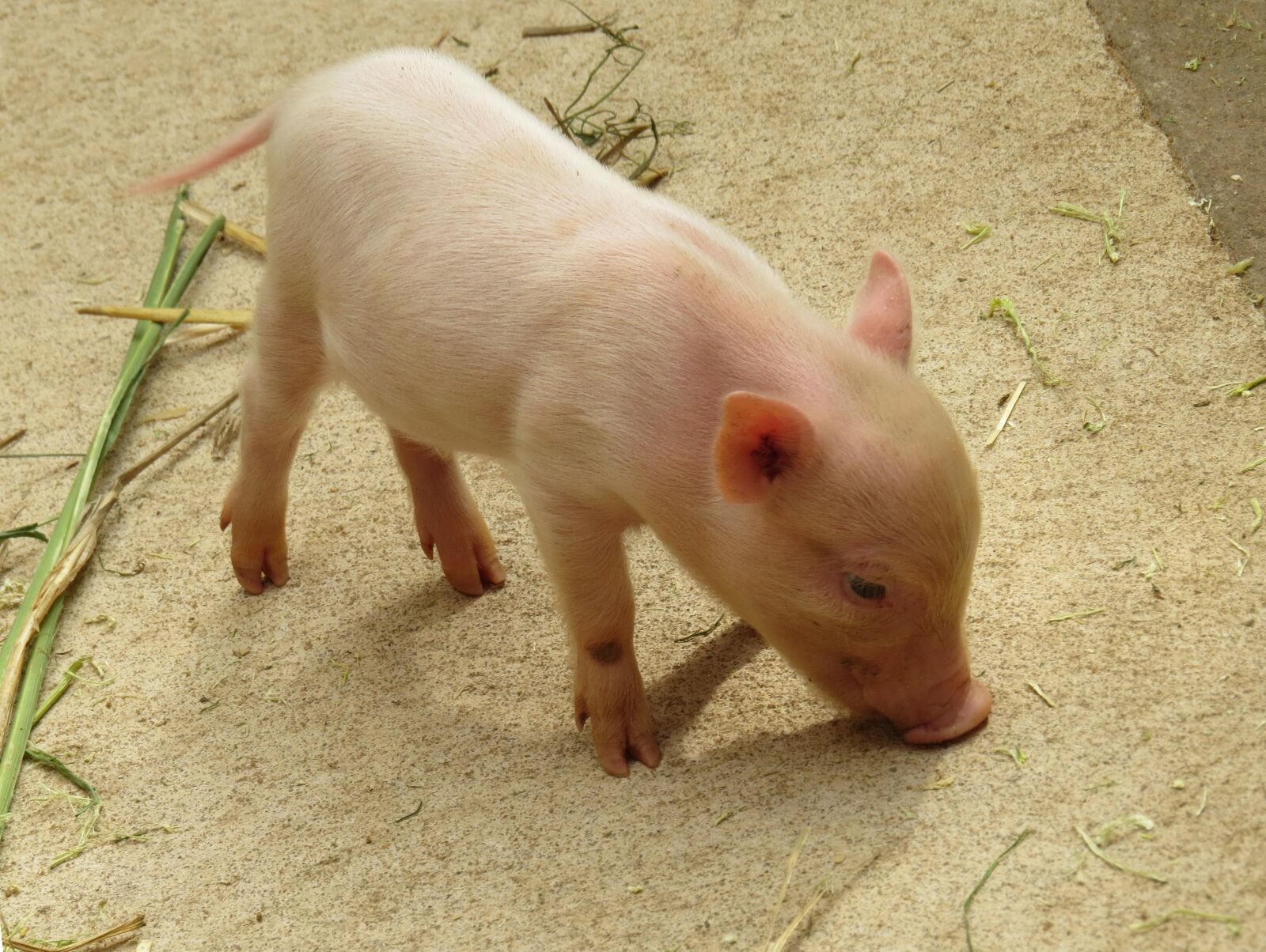 Canon PowerShot SX50 HS sample photo. Animal, pig, piglet photography