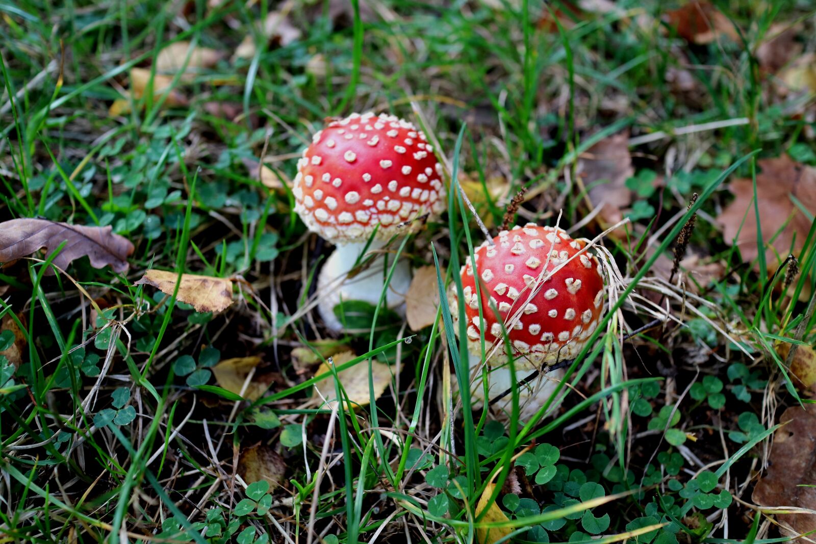 Canon EOS M3 sample photo. Autumn, matryoshka, forest photography