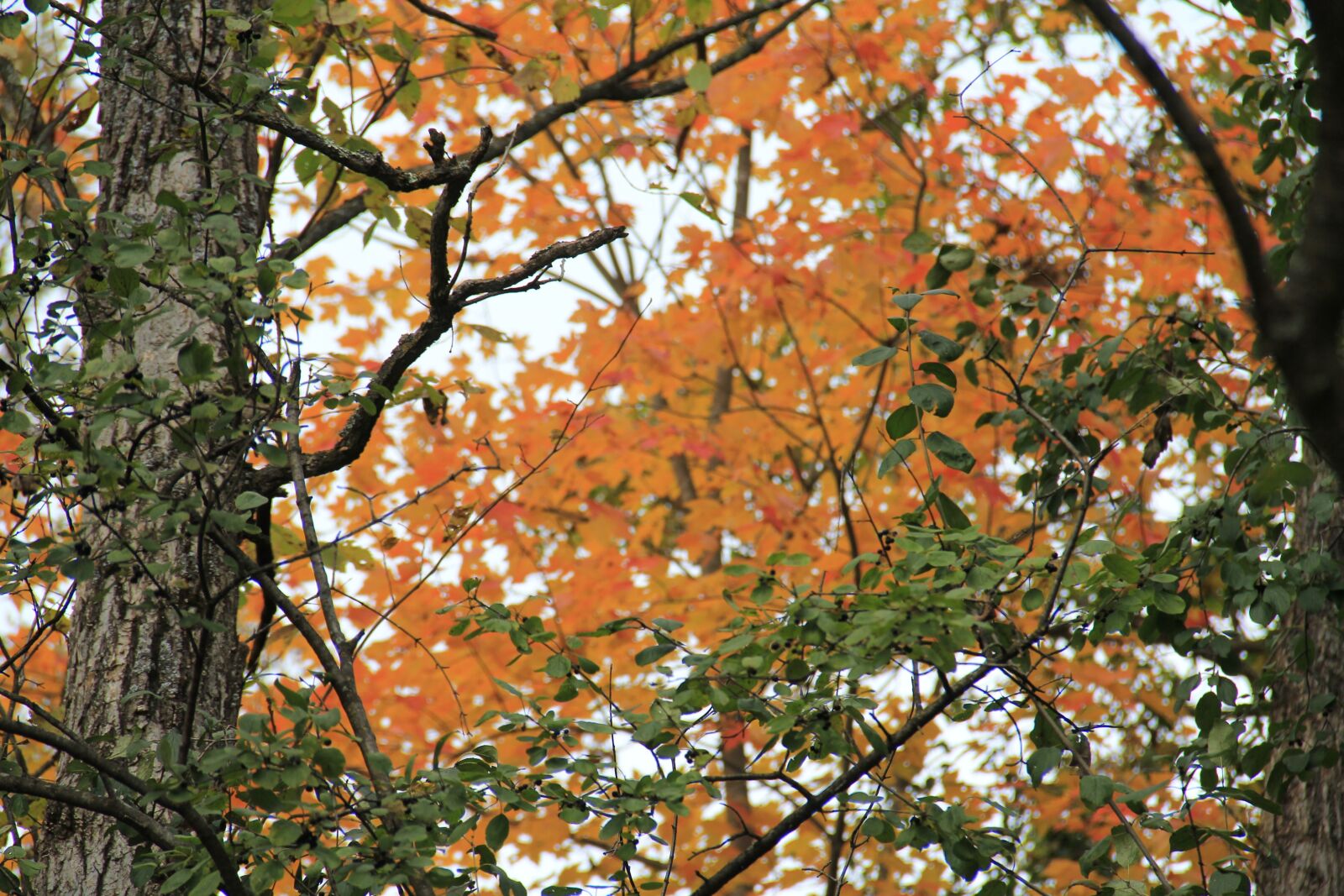 Canon EF-S 18-135mm F3.5-5.6 IS sample photo. Trees, orange, fall photography