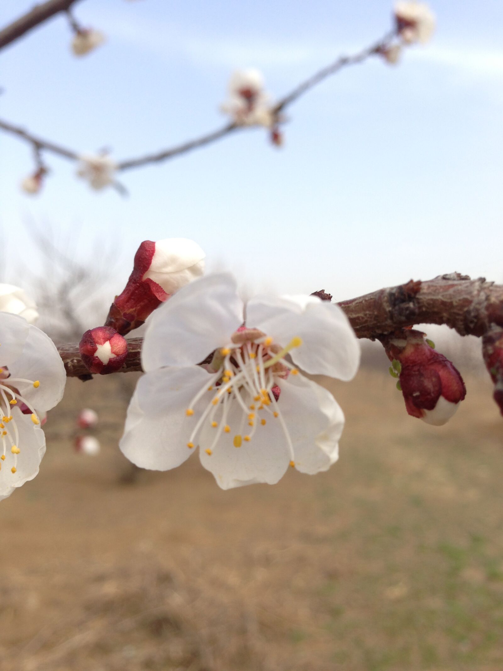Apple iPhone 5 sample photo. Spring, peach blossom, in photography