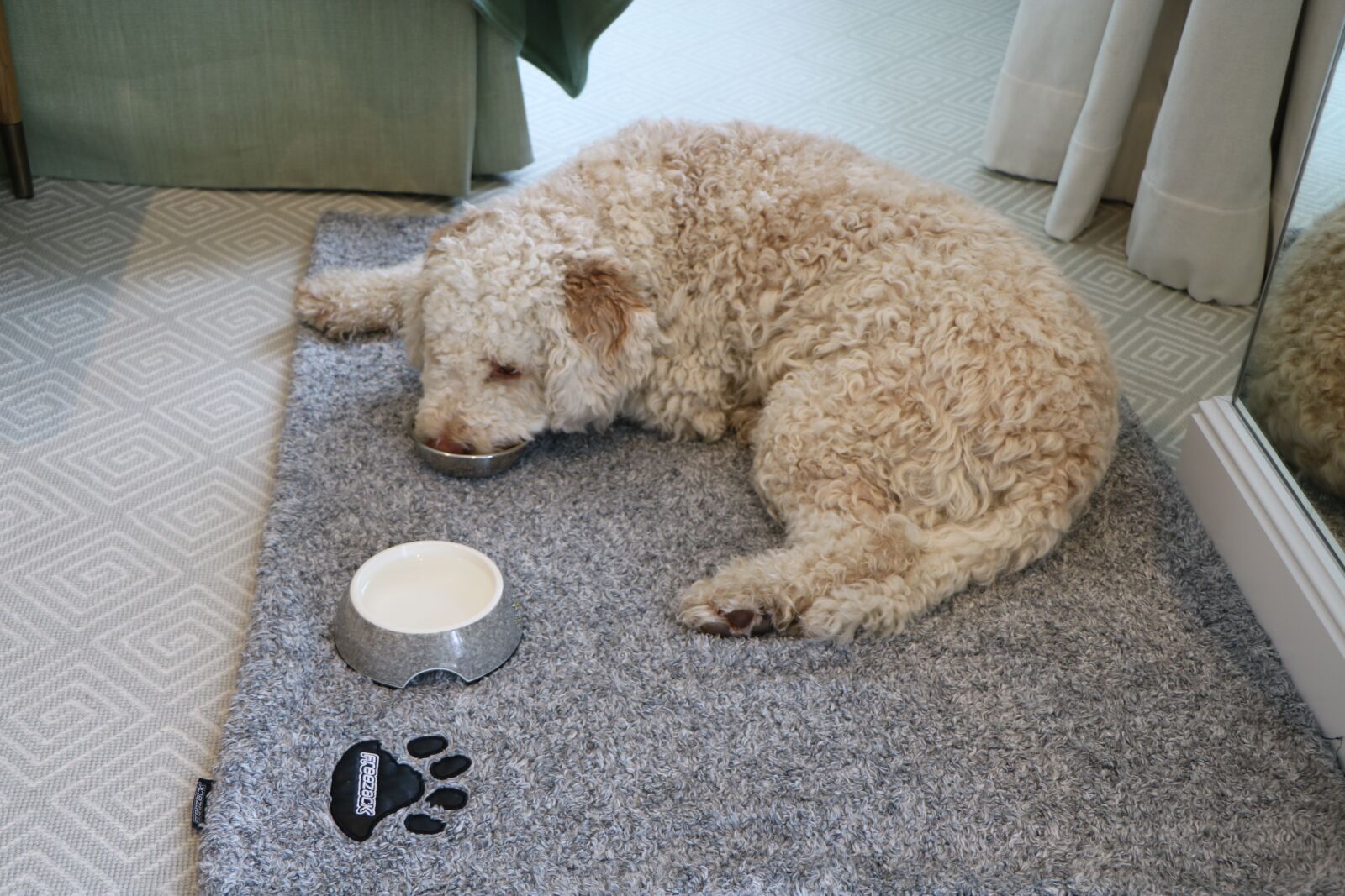 Canon EOS 760D (EOS Rebel T6s / EOS 8000D) sample photo. Dog, tired, truffle photography