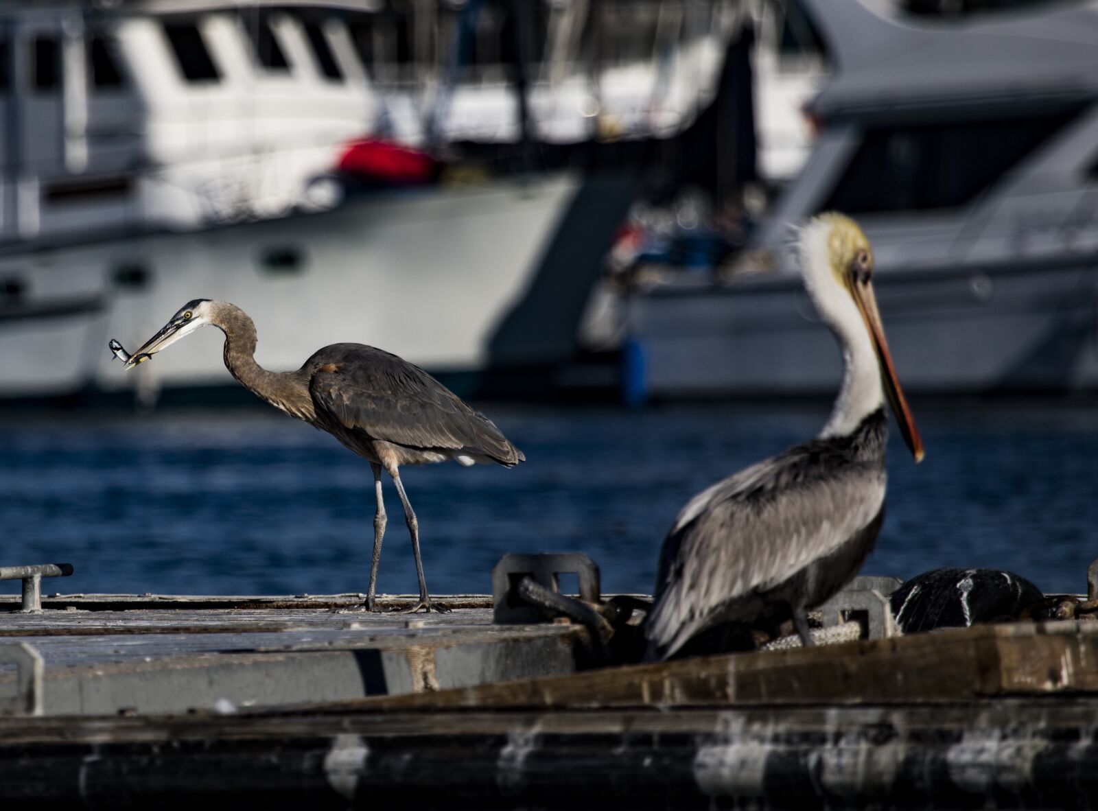 Canon EF 100-400mm F4.5-5.6L IS USM sample photo. Heron, fishing, nature photography