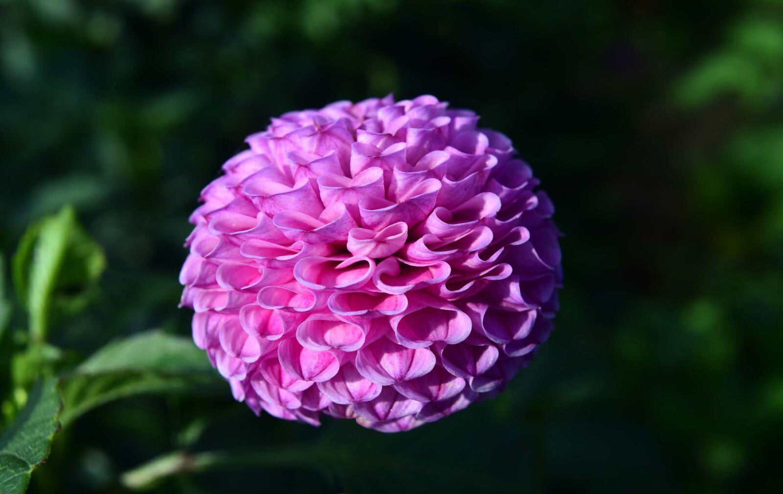 Nikon D3300 sample photo. Nature, petal, flower, leaf photography