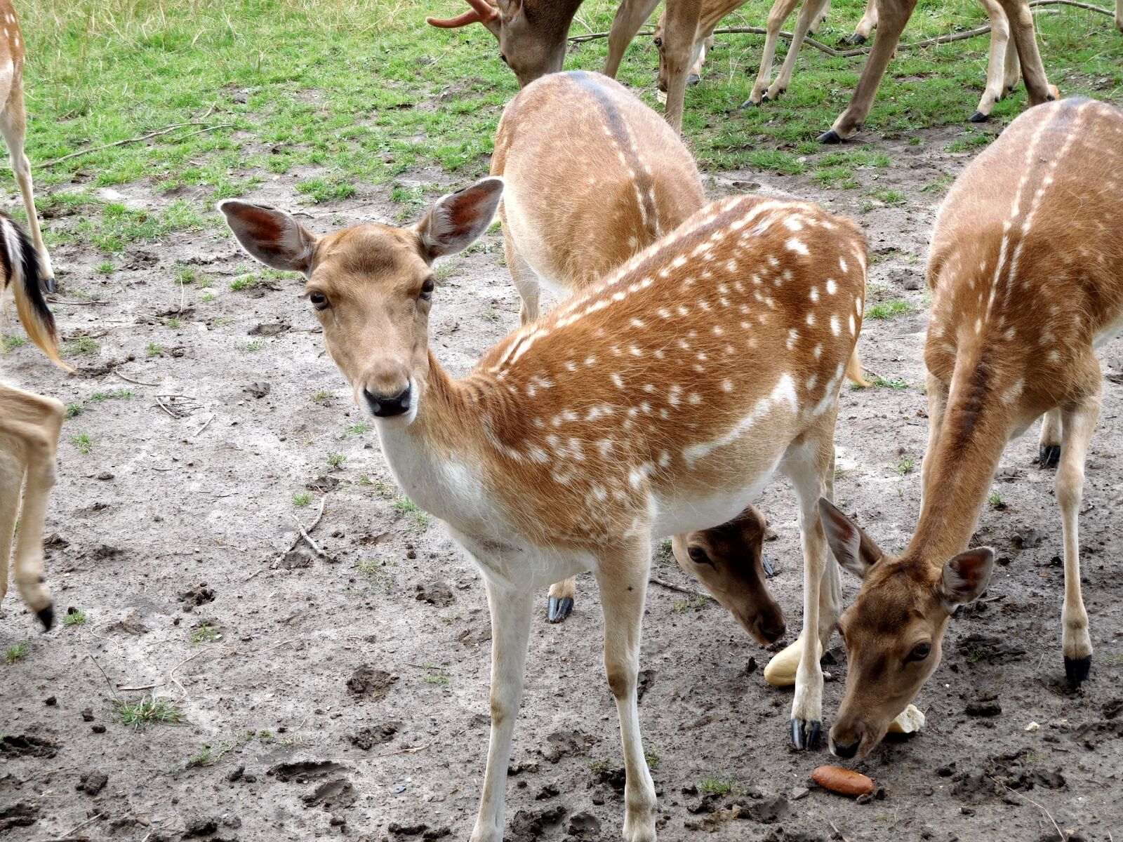 Nikon Coolpix S7000 sample photo. Deer, damm wild, wild photography