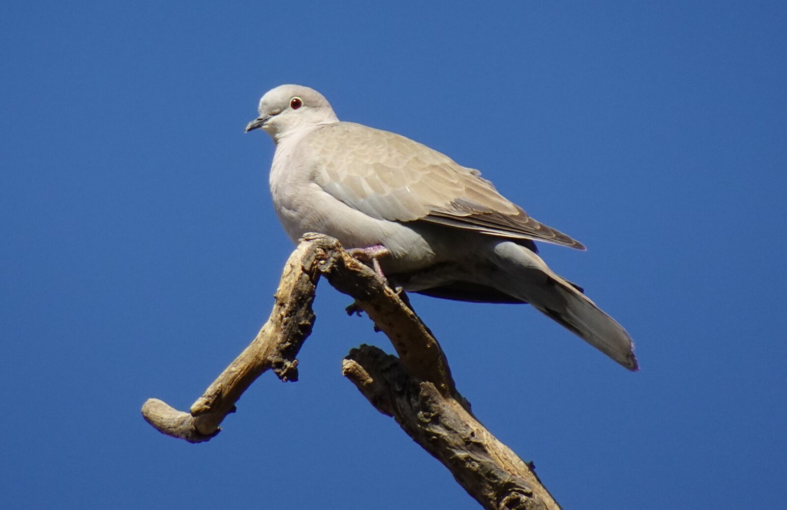 Sony DSC-WX800 sample photo. Bird, dove, eurasian collared photography