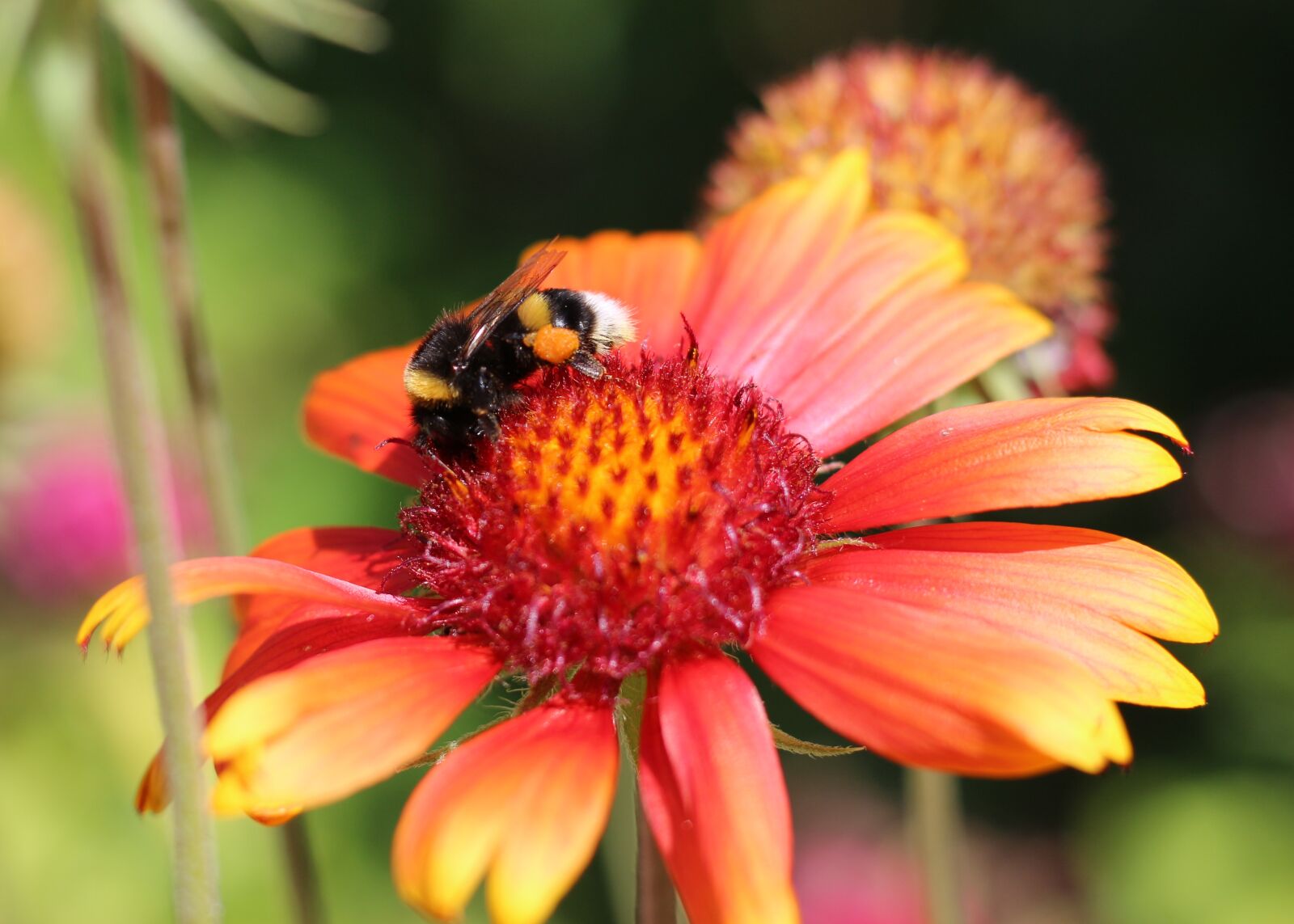 Canon EOS 700D (EOS Rebel T5i / EOS Kiss X7i) + Canon EF 50mm F1.8 STM sample photo. Blanket flowers, garden, nature photography