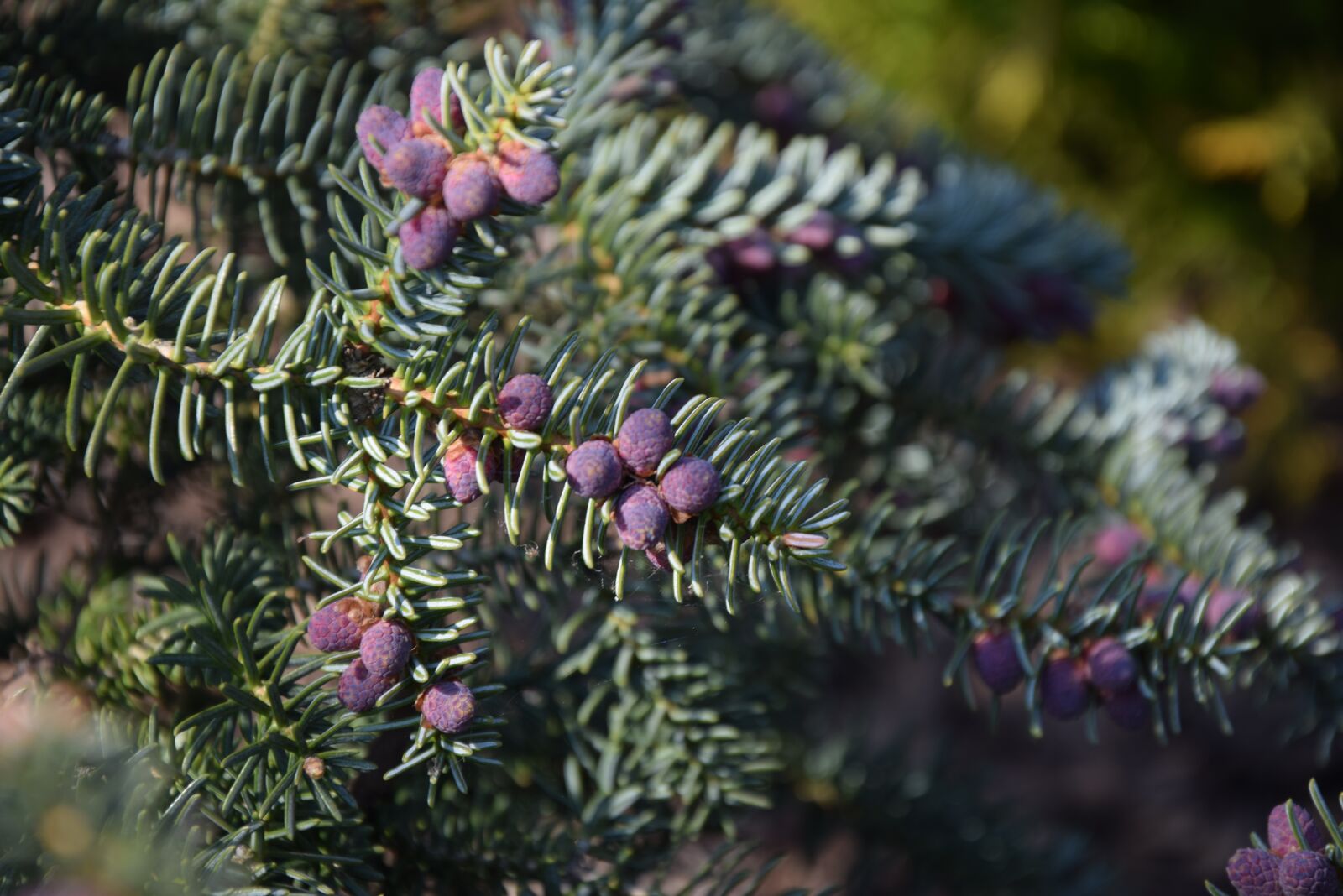 Nikon D5300 sample photo. Spring, bush, cis photography