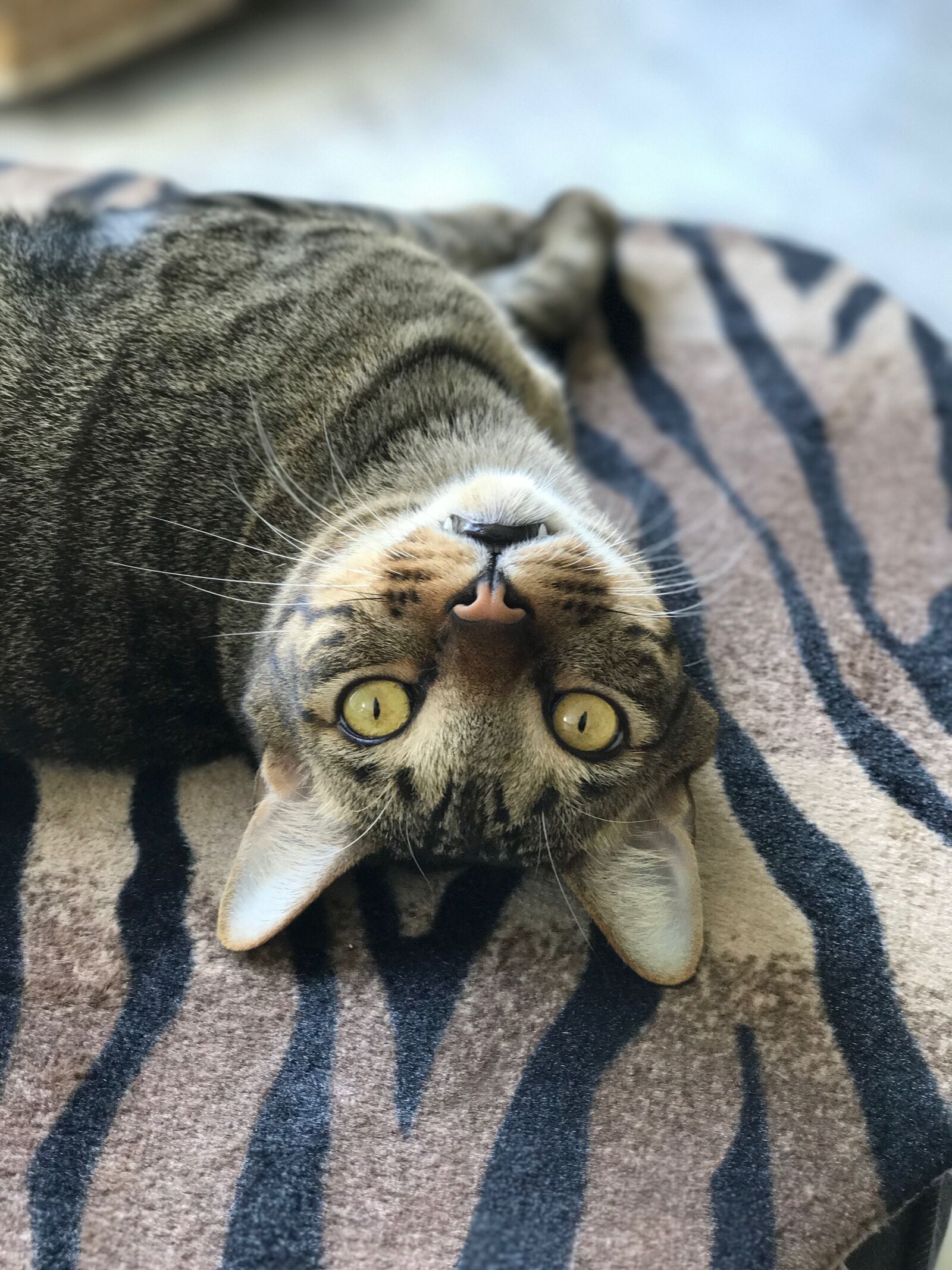 iPhone 7 Plus back dual camera 6.6mm f/2.8 sample photo. Cat, eyes, pet photography
