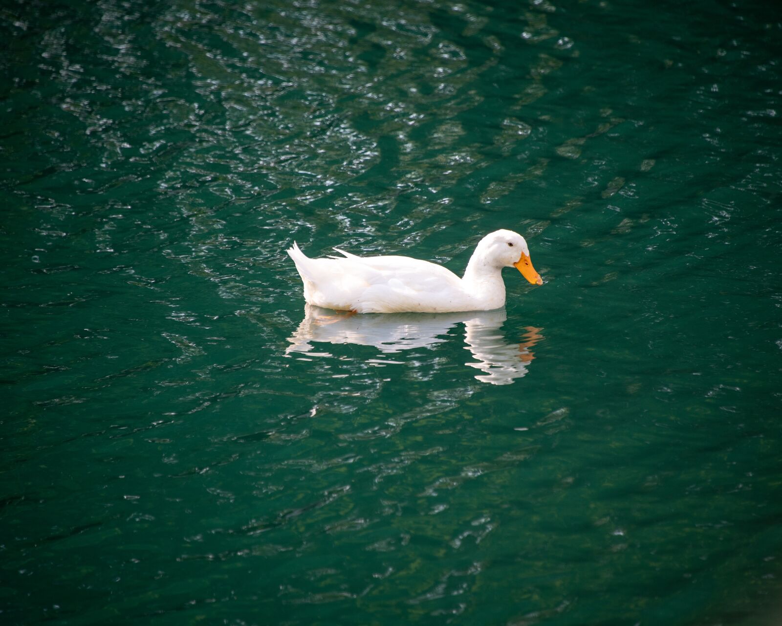Nikon D850 sample photo. Duck, pekin, pekin duck photography