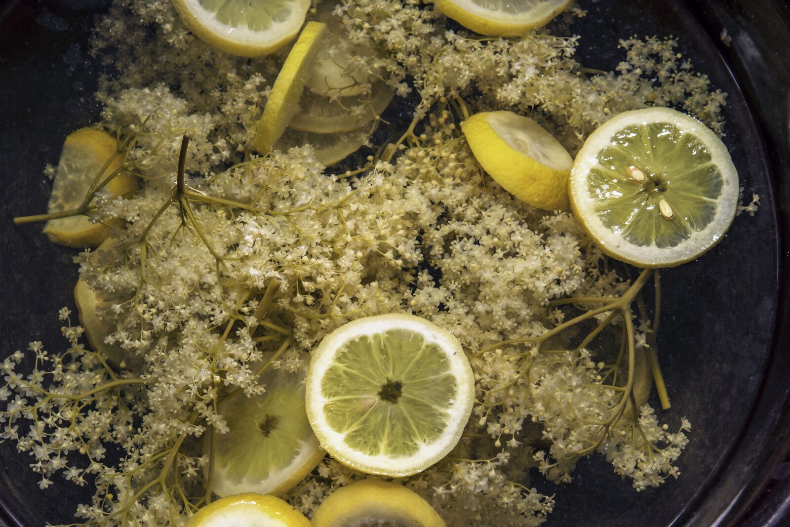 Canon EOS 7D sample photo. Elder, sambucus, lemon photography