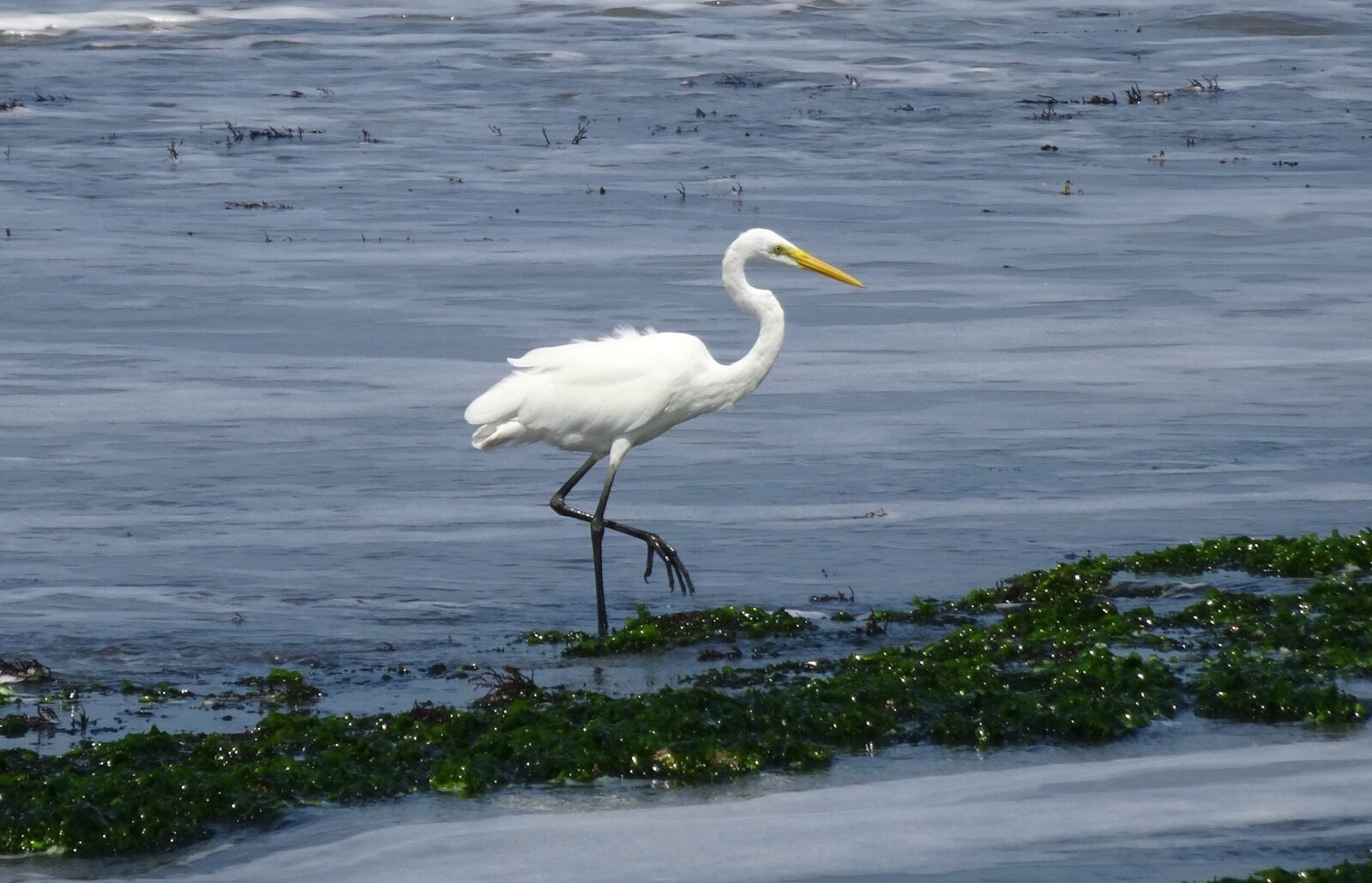 Sony Cyber-shot DSC-HX90V sample photo. Great egret, ardea alba photography