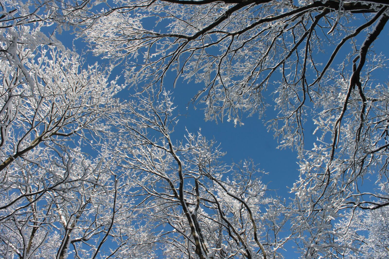 Canon EOS 1100D (EOS Rebel T3 / EOS Kiss X50) sample photo. Snowy branches, winter, trees photography