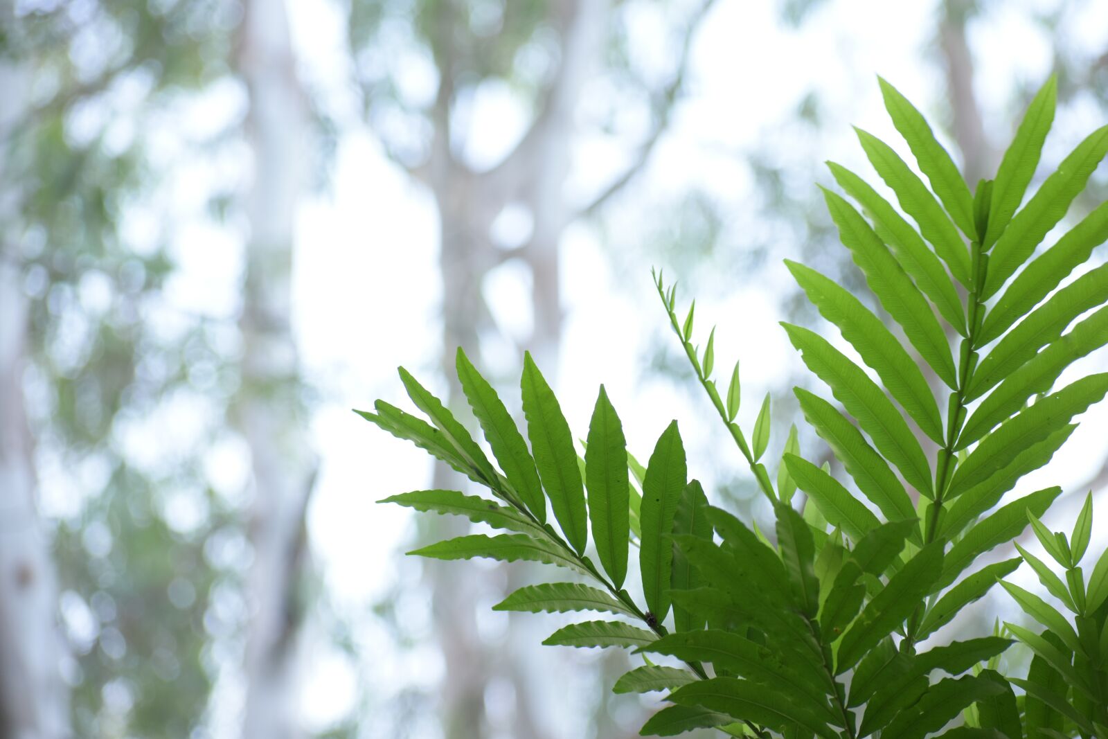 Nikon D3400 sample photo. Leaf, nature, flora photography