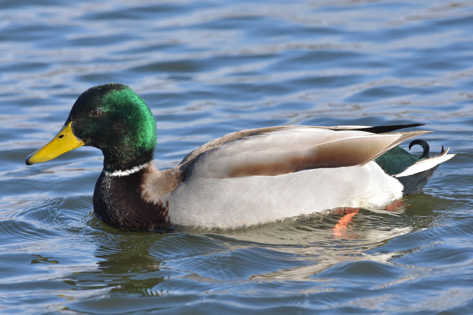 Nikon D3400 sample photo. Nature, birds, waterfowl photography