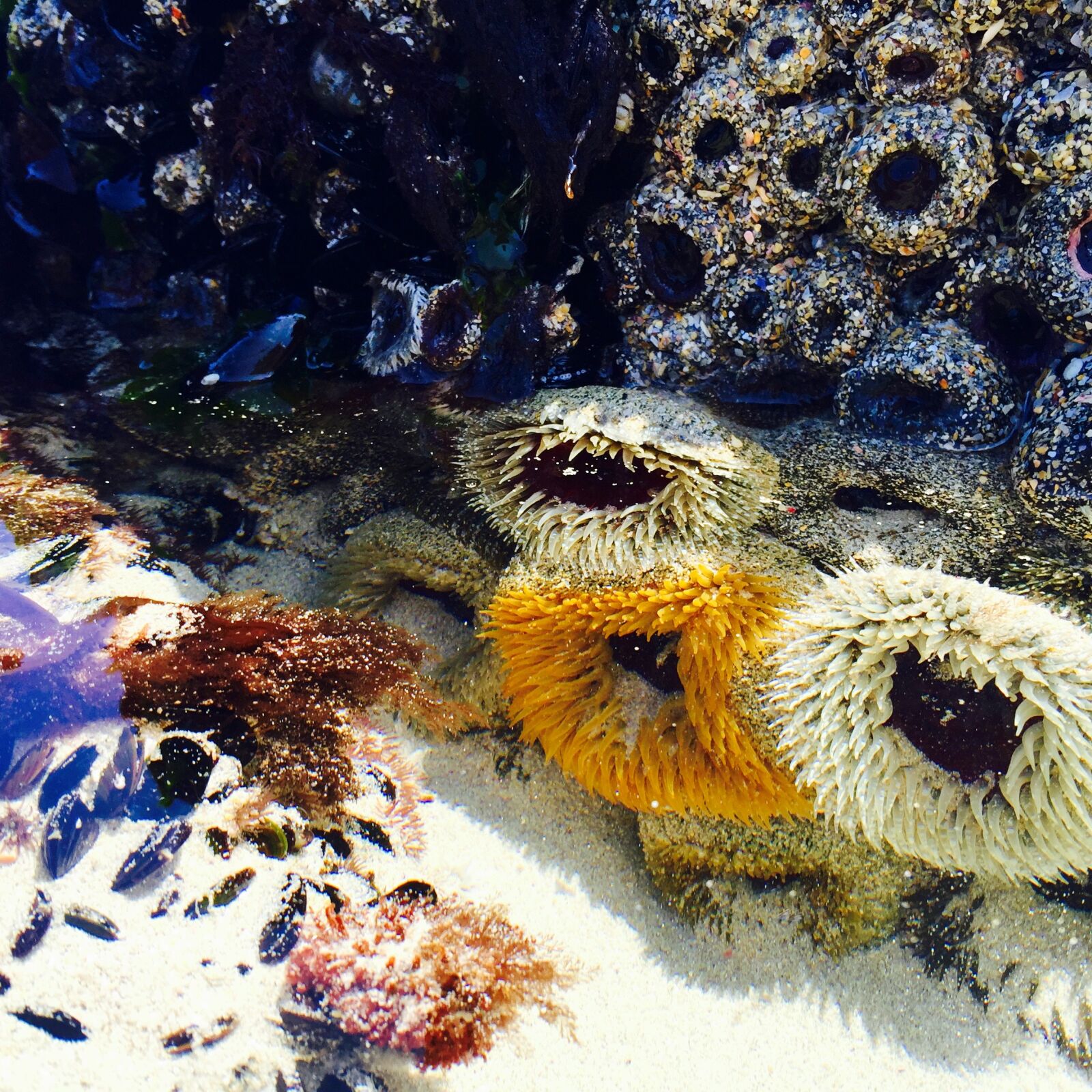 iPhone 6 Plus back camera 4.15mm f/2.2 sample photo. Cape, town, sea, anemone photography