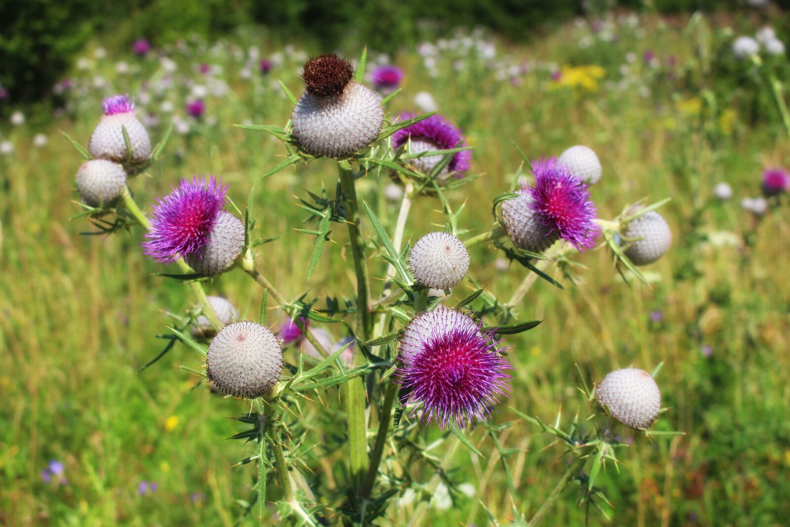 Canon EOS 700D (EOS Rebel T5i / EOS Kiss X7i) sample photo. Thistle, thistles, summer photography