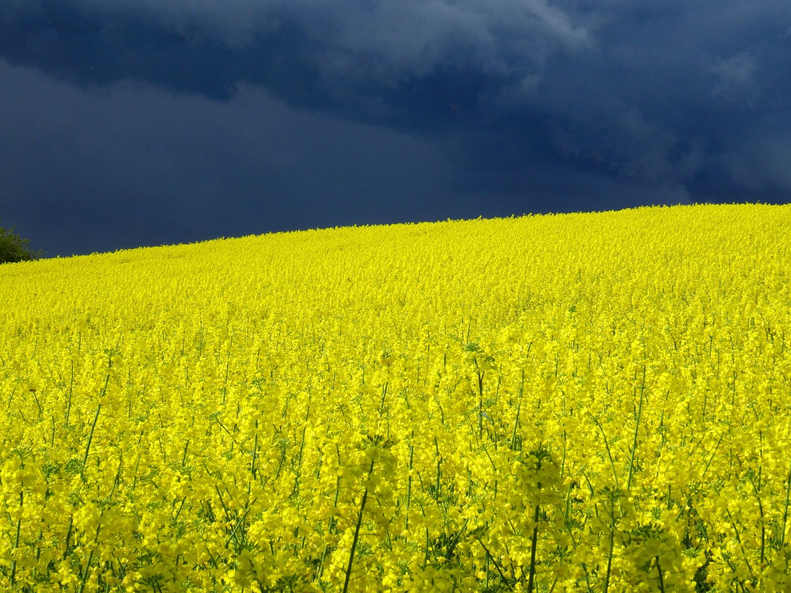 Sony Cyber-shot DSC-HX50V sample photo. Field of rapeseeds, thunderstorm photography