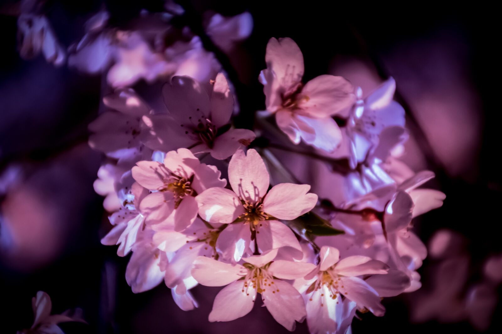 Nikon D5600 sample photo. Flowers, plant, natural photography