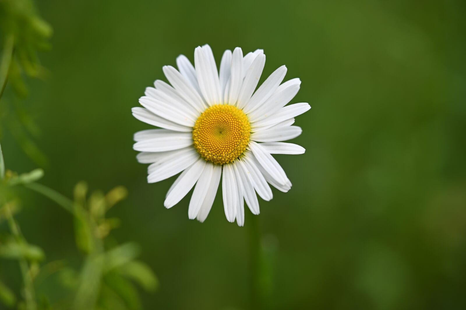 Nikon Z6 sample photo. Daisy, flower, blossom photography