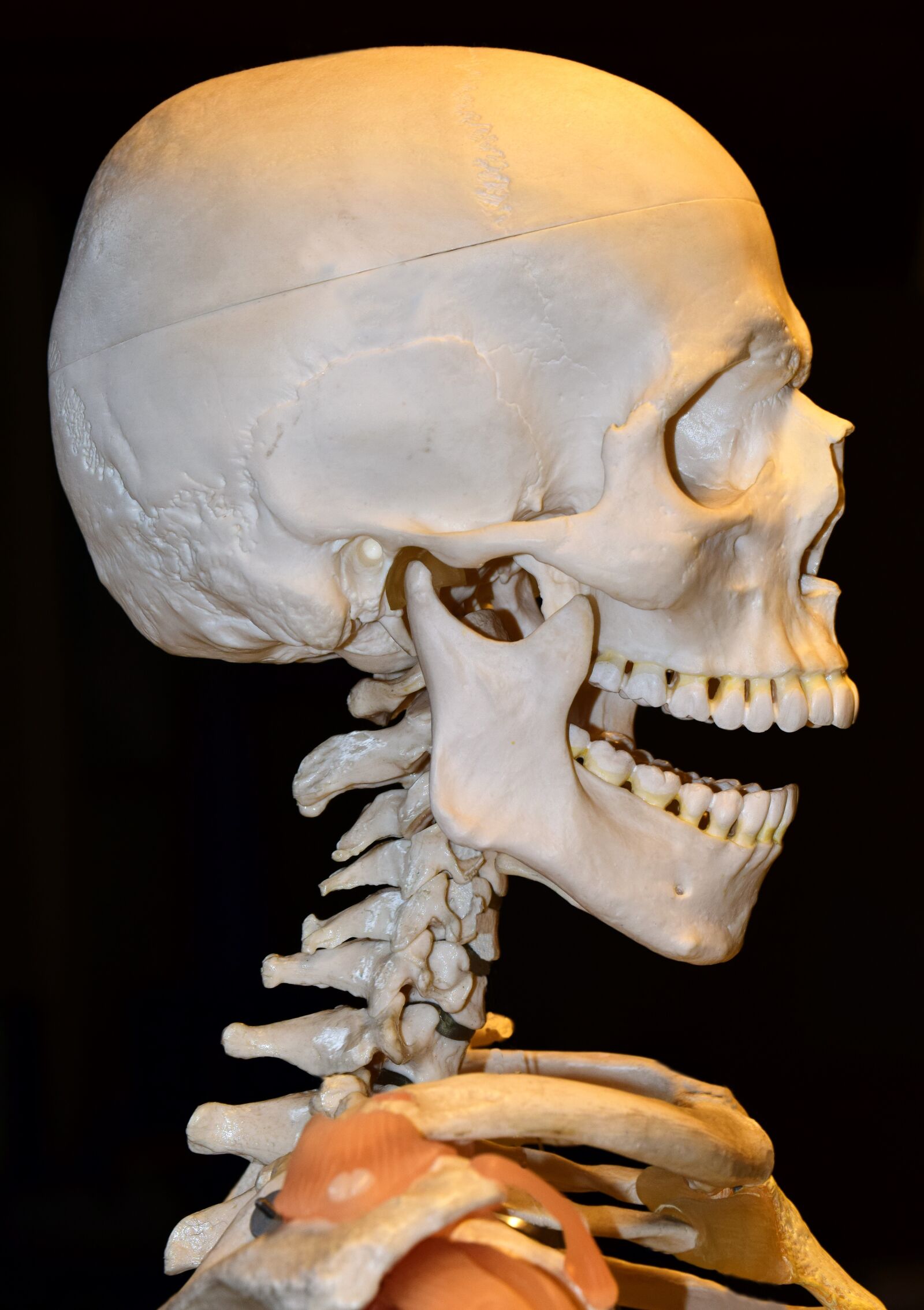Nikon D3300 sample photo. Spine, cervical spine, pine photography